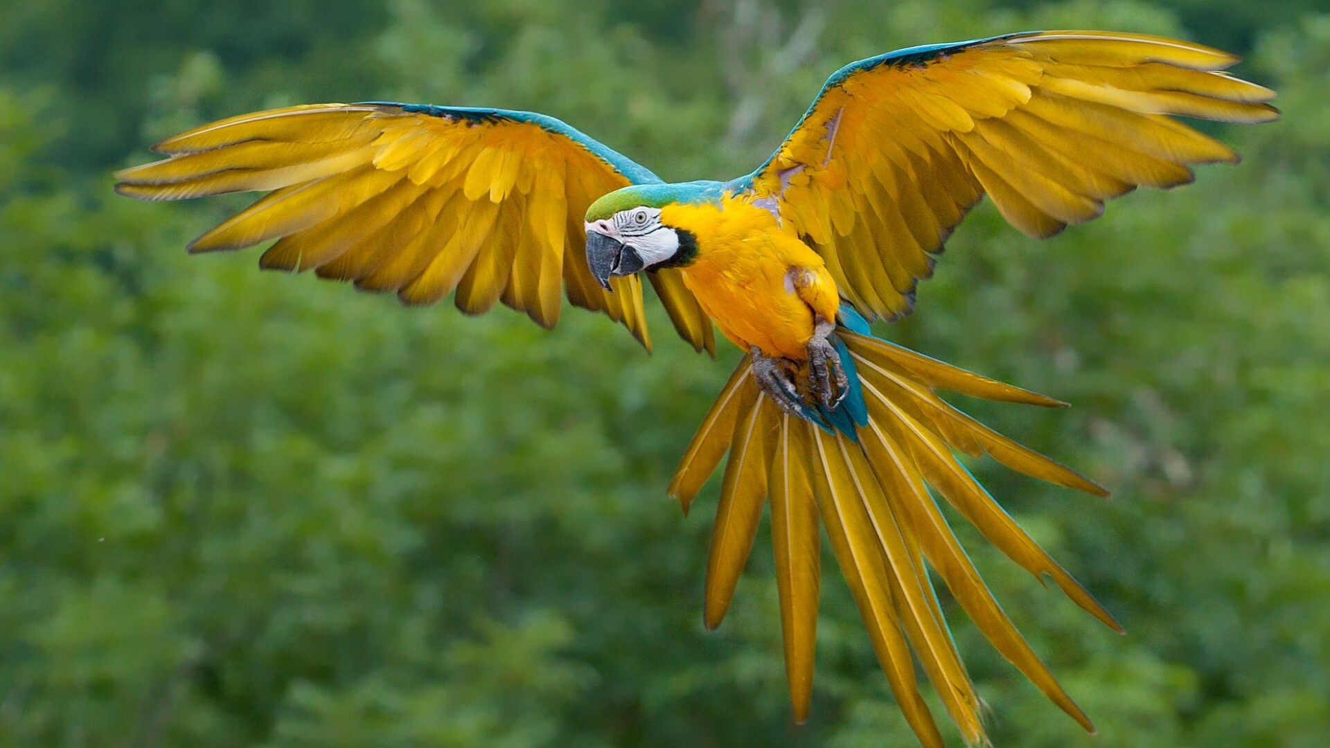 Blue-and-yellow macaw, Wings spread flight, Green jungle foliage Blue-and-yellow macaw, Wings spread flight, Green jungle foliage — 1920×1080 HD wallpaper