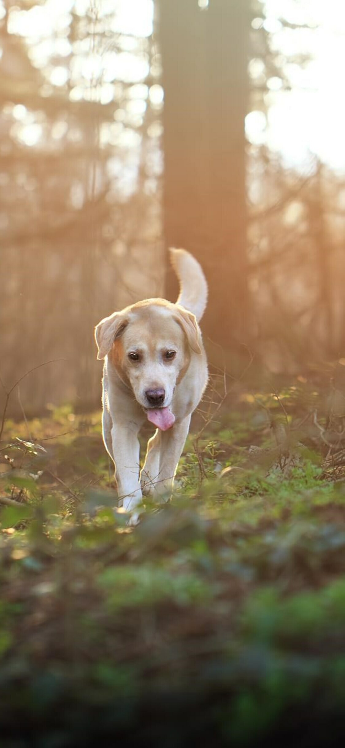 Yellow Labrador Retriever, Sunlit forest undergrowth, Backlit golden haze Yellow Labrador Retriever, Sunlit forest undergrowth, Backlit golden haze — 1125×2436 HD wallpaper