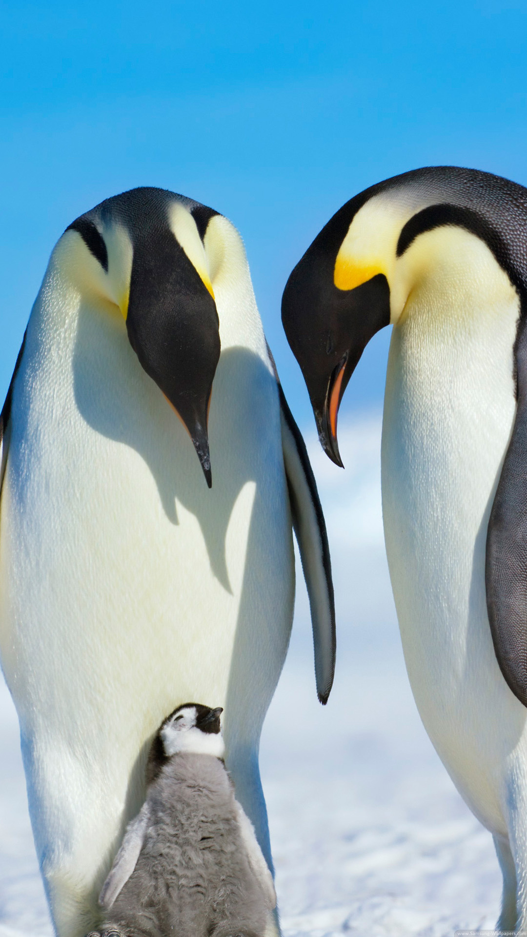 Emperor penguin pair, Penguin chick, Antarctic snow Emperor penguin pair, Penguin chick, Antarctic snow — 1080×1920 HD wallpaper
