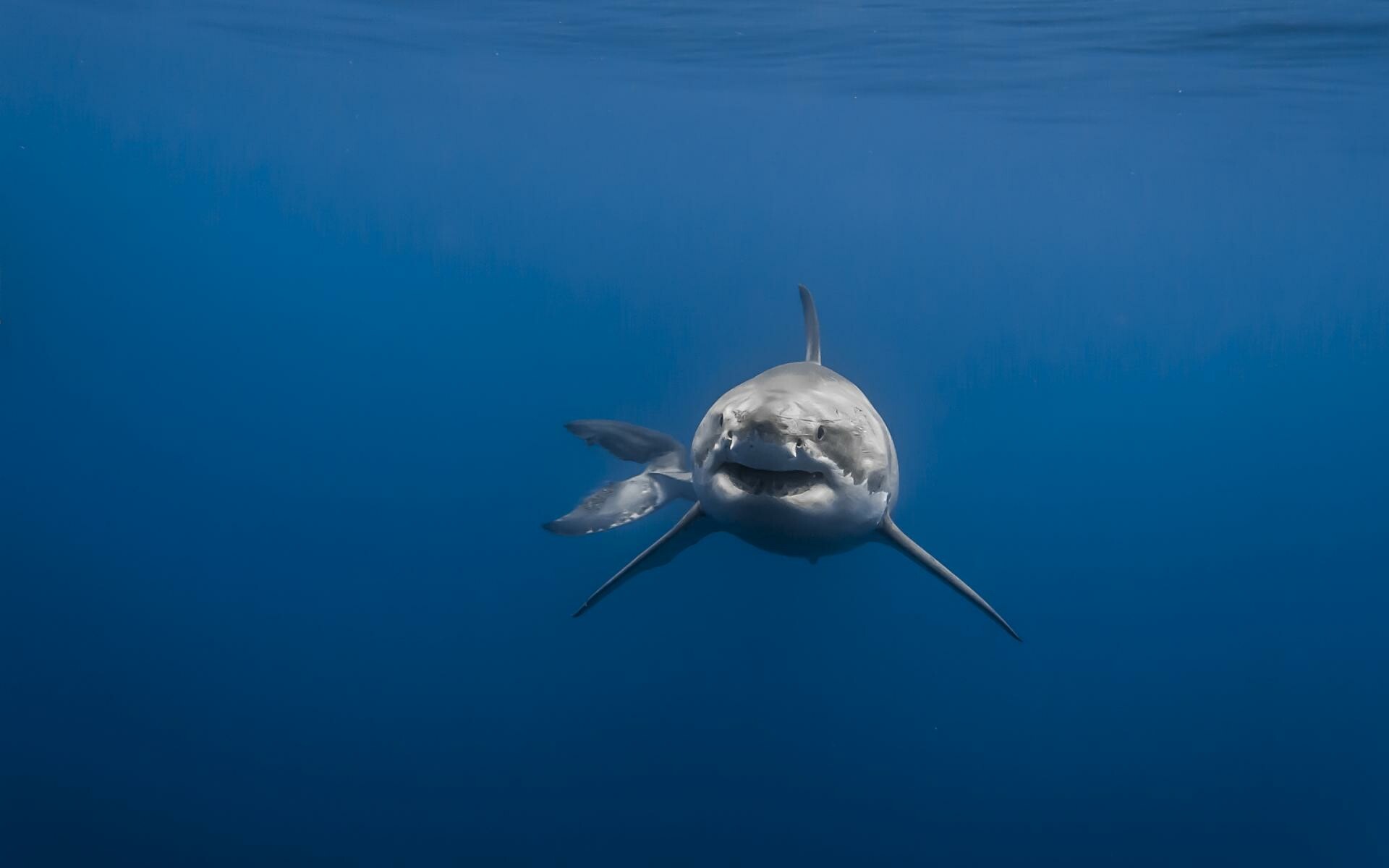 Great white shark, Frontal approach view, Deep blue ocean Great white shark, Frontal approach view, Deep blue ocean — 1920×1200 HD wallpaper