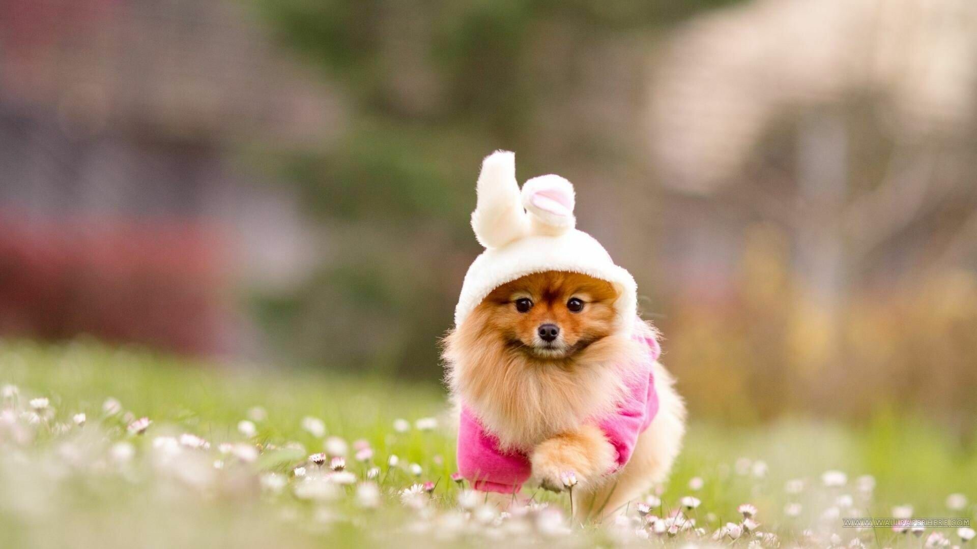 Pomeranian puppy, Pink bunny ear costume, Wildflower meadow Pomeranian puppy, Pink bunny ear costume, Wildflower meadow — 1920×1080 HD wallpaper