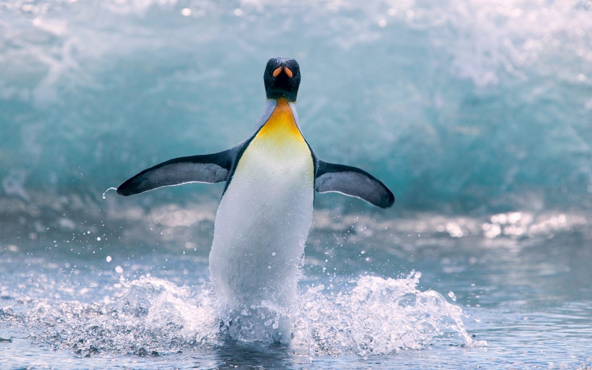King penguin, Outstretched flippers, Ocean wave splash King penguin, Outstretched flippers, Ocean wave splash — 1920×1200 HD wallpaper