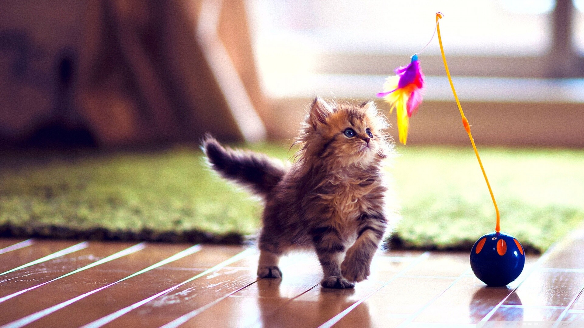 Fluffy tabby kitten, Feather wand toy, Wooden floor green rug Fluffy tabby kitten, Feather wand toy, Wooden floor green rug — 1920×1080 HD wallpaper