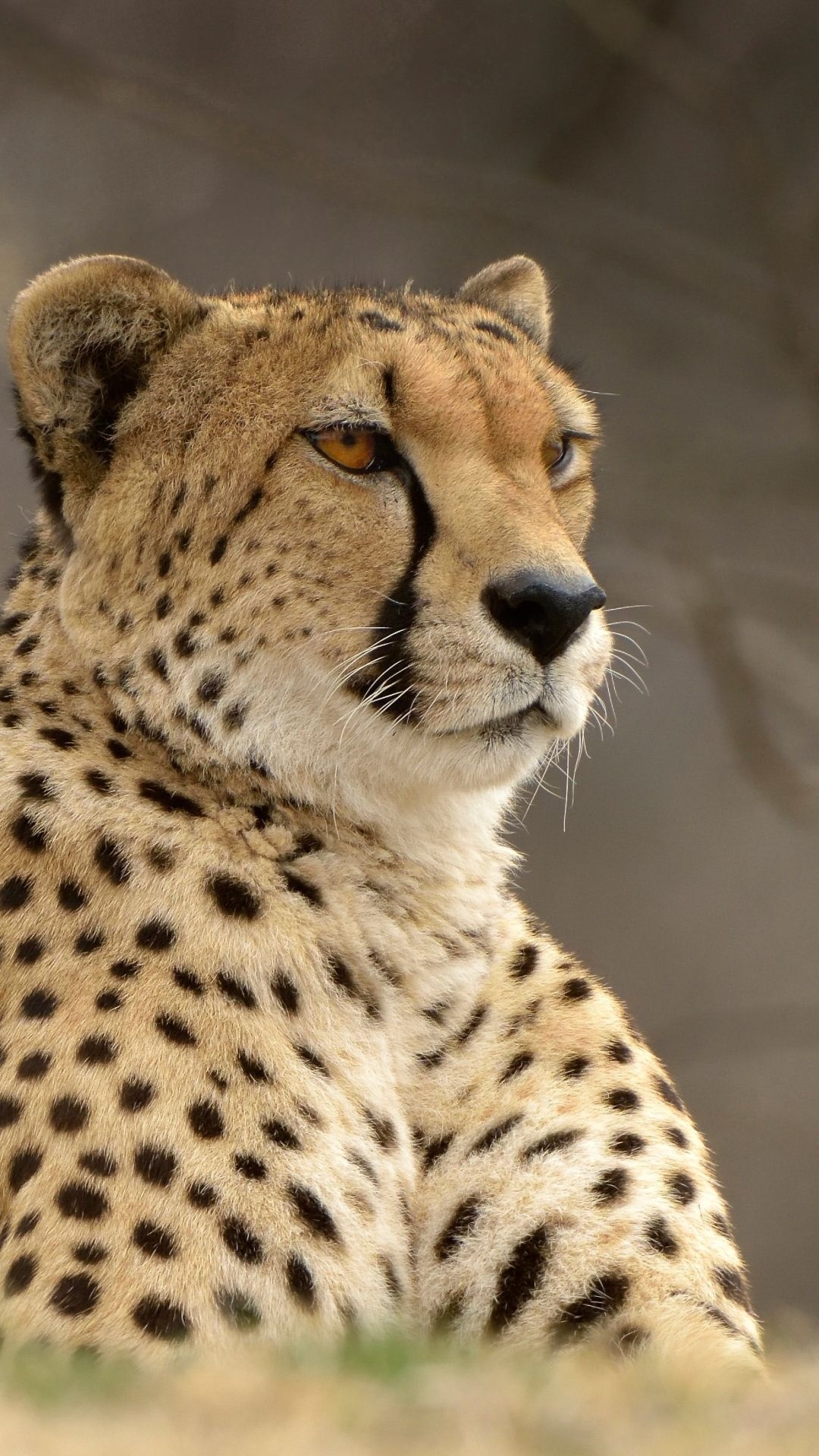 Cheetah portrait, Black tear stripes, Spotted golden fur Cheetah portrait, Black tear stripes, Spotted golden fur — 1080×1920 HD wallpaper