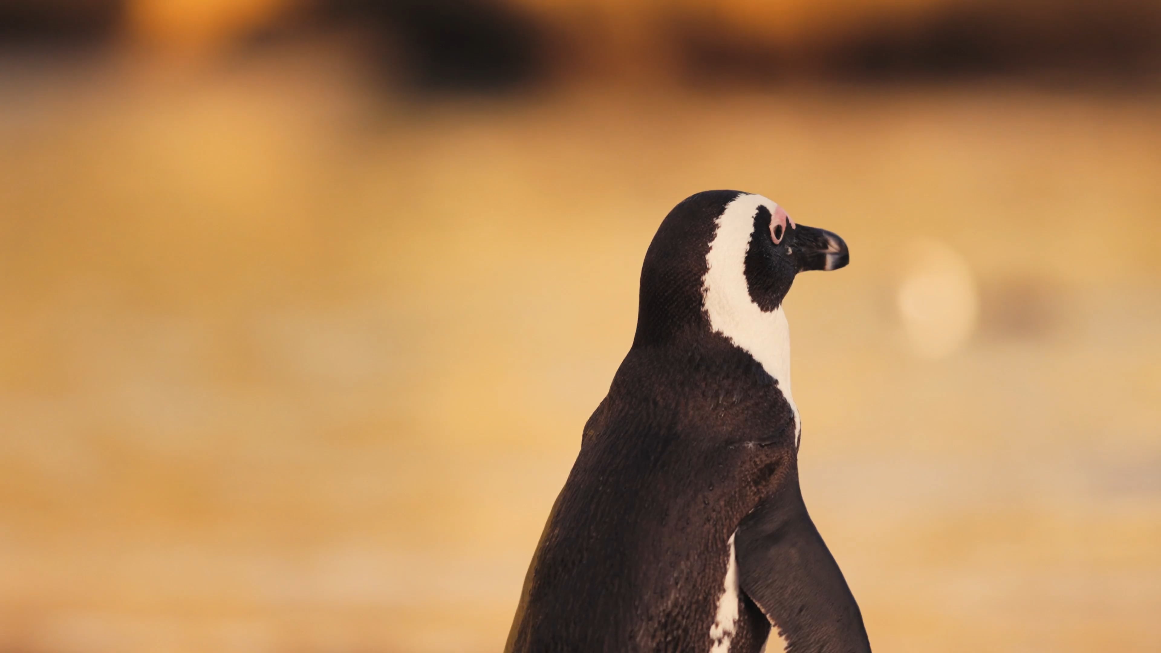 The African, Penguins Wallpaper, 4K Desktop The African, Penguins Wallpaper, 4K Desktop — 3840×2160 HD wallpaper