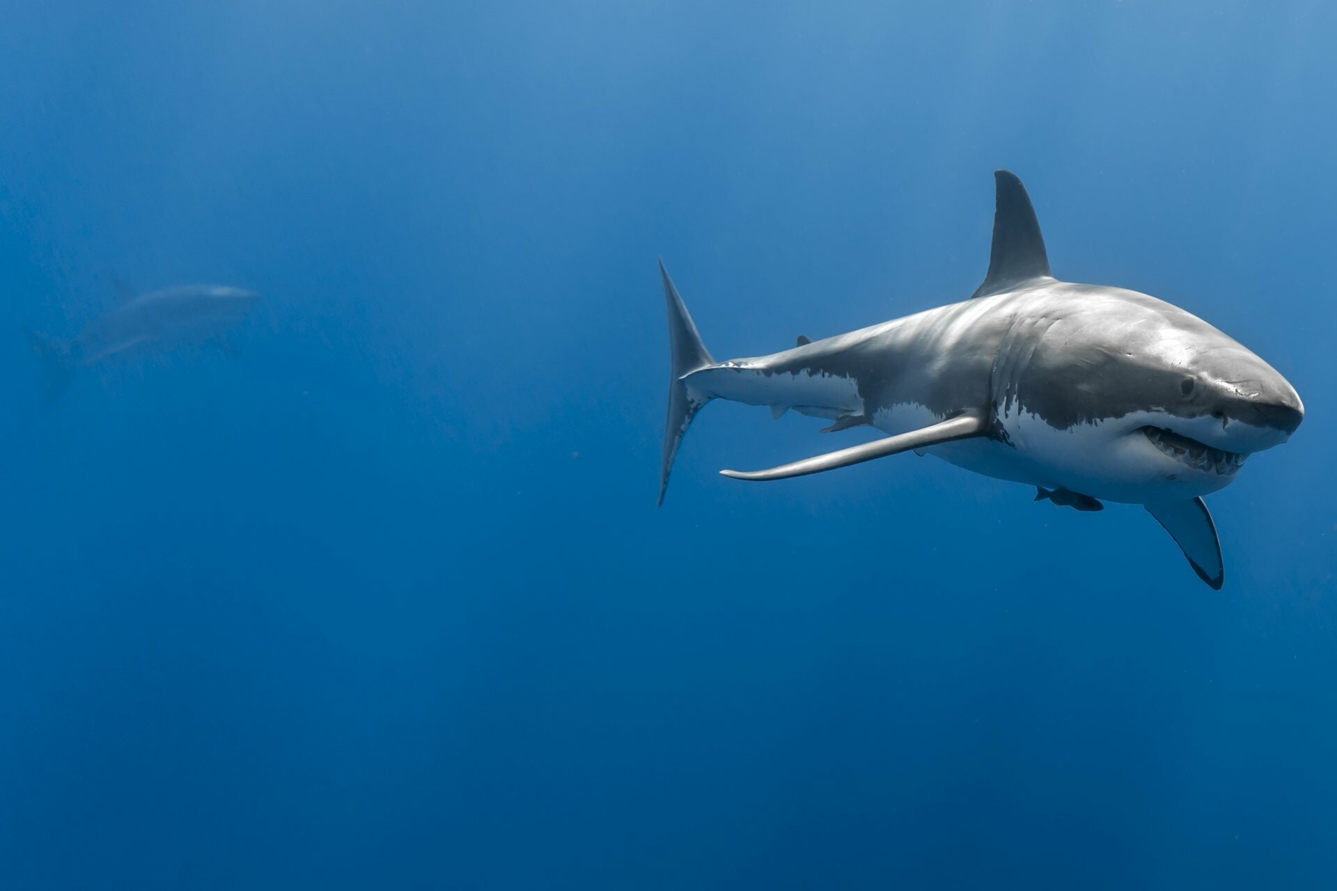 Great white shark, Distant second shark, Deep blue ocean Great white shark, Distant second shark, Deep blue ocean — 1920×1280 HD wallpaper