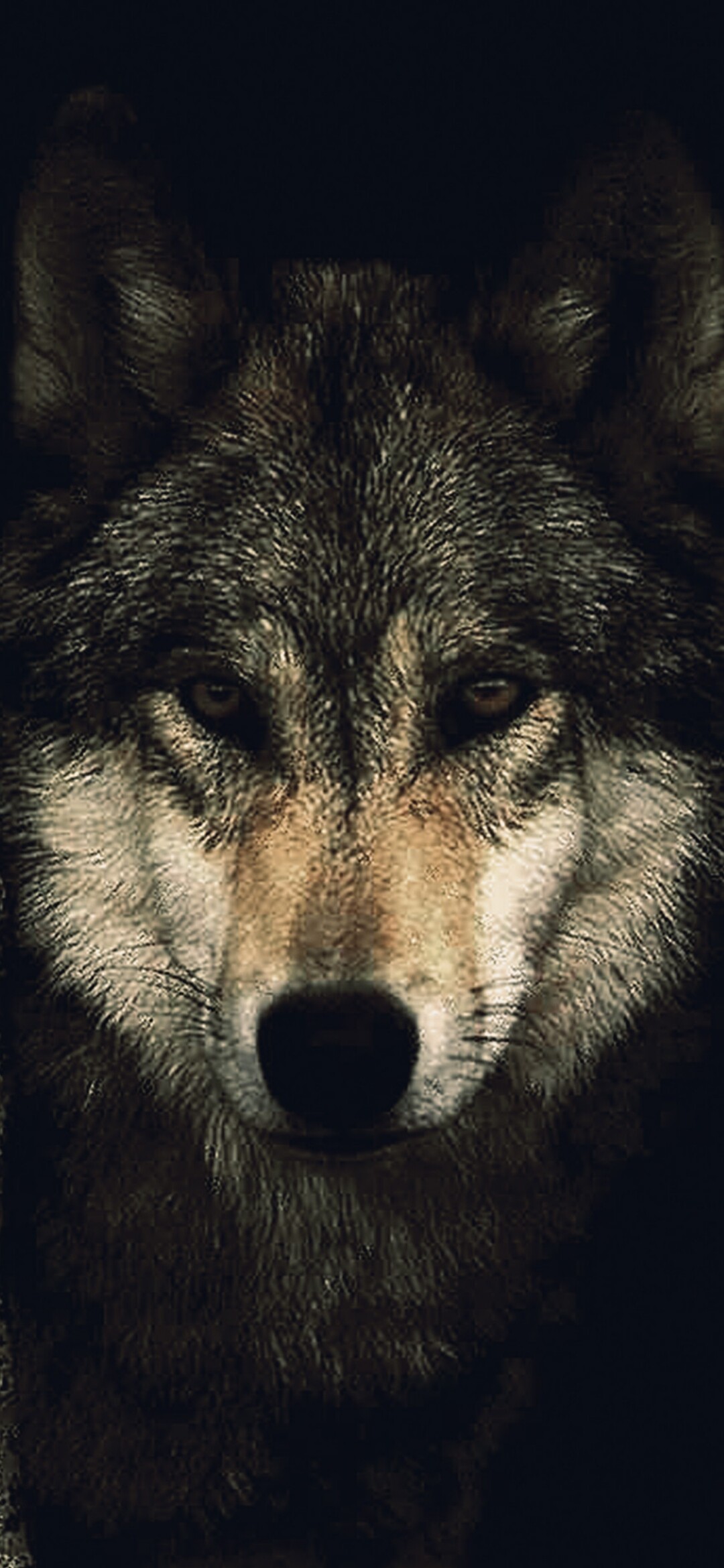 Gray wolf portrait, Amber eyes, Dark shadowed backdrop Gray wolf portrait, Amber eyes, Dark shadowed backdrop — 1080×2340 HD wallpaper