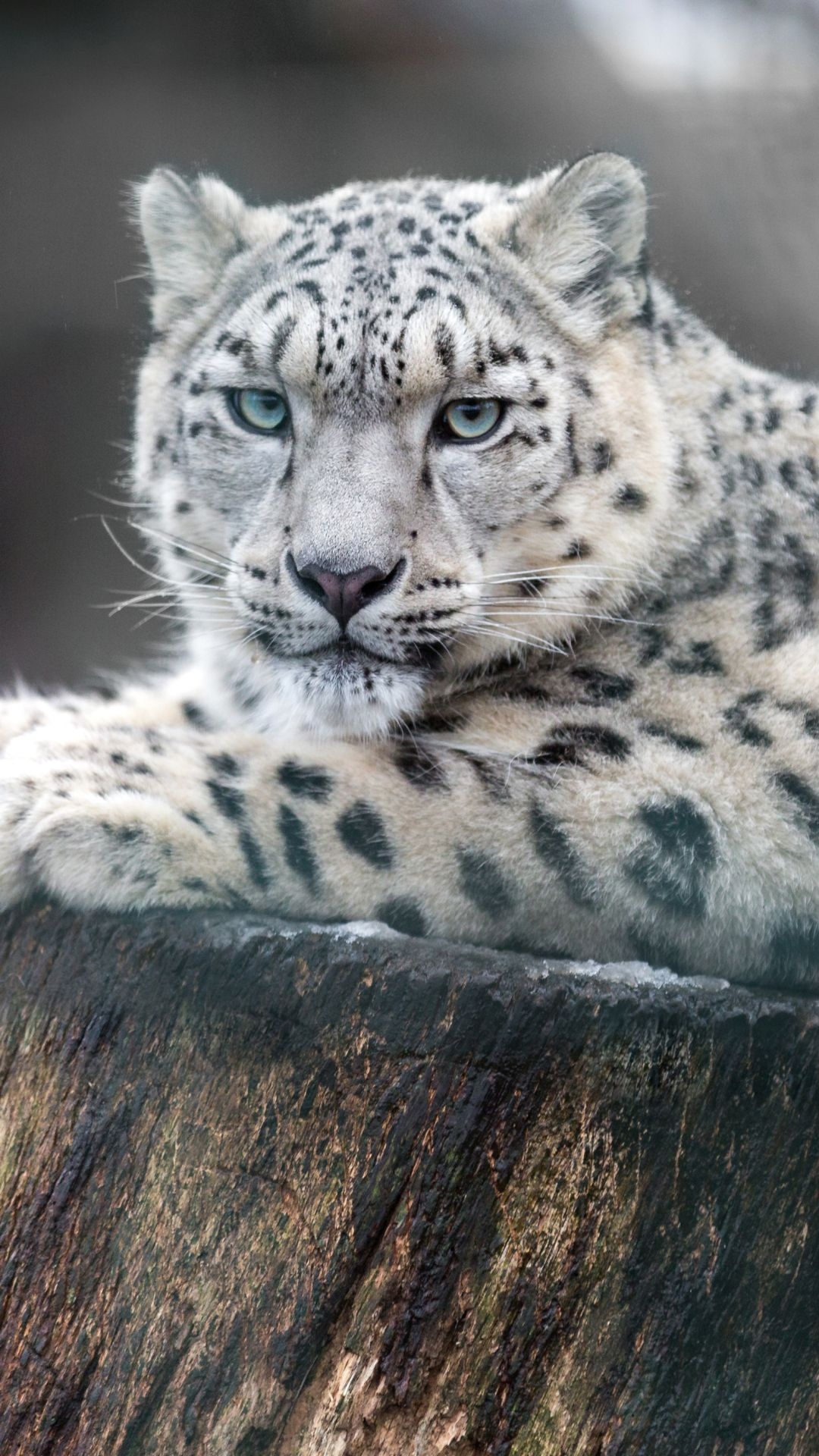 Snow leopard, Pale blue eyes, Weathered wooden log Snow leopard, Pale blue eyes, Weathered wooden log — 1080×1920 HD wallpaper