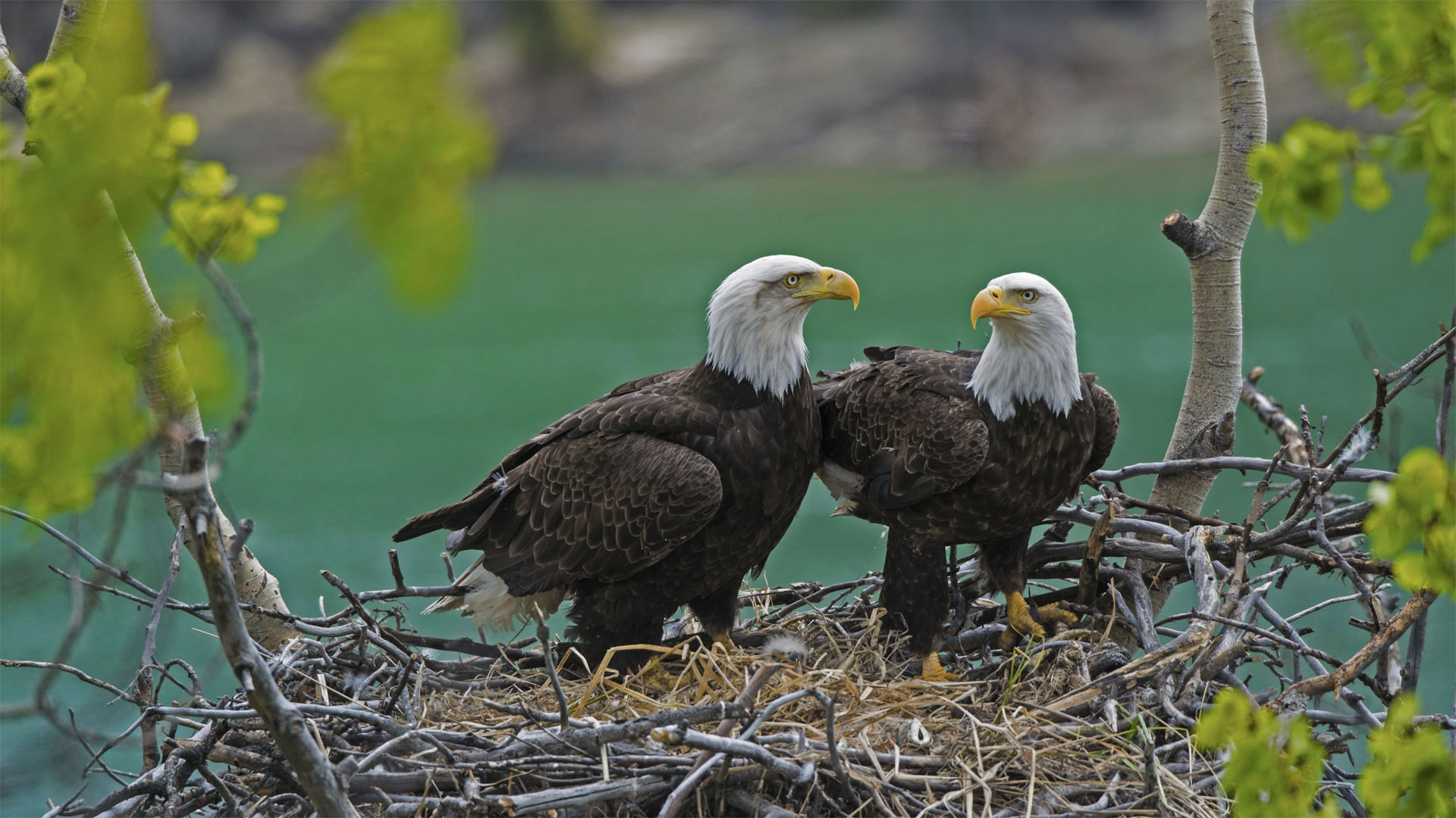 Pair of Bald Eagles, Large twig nest, Green riverbank backdrop Pair of Bald Eagles, Large twig nest, Green riverbank backdrop — 1920×1080 HD wallpaper