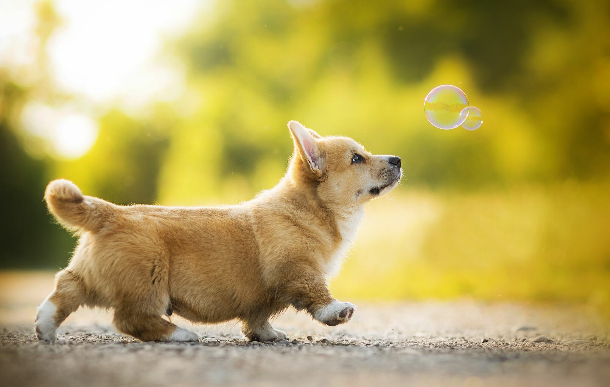 Pembroke Welsh Corgi puppy, Floating soap bubbles, Sunlit garden path Pembroke Welsh Corgi puppy, Floating soap bubbles, Sunlit garden path — 2048×1302 HD wallpaper