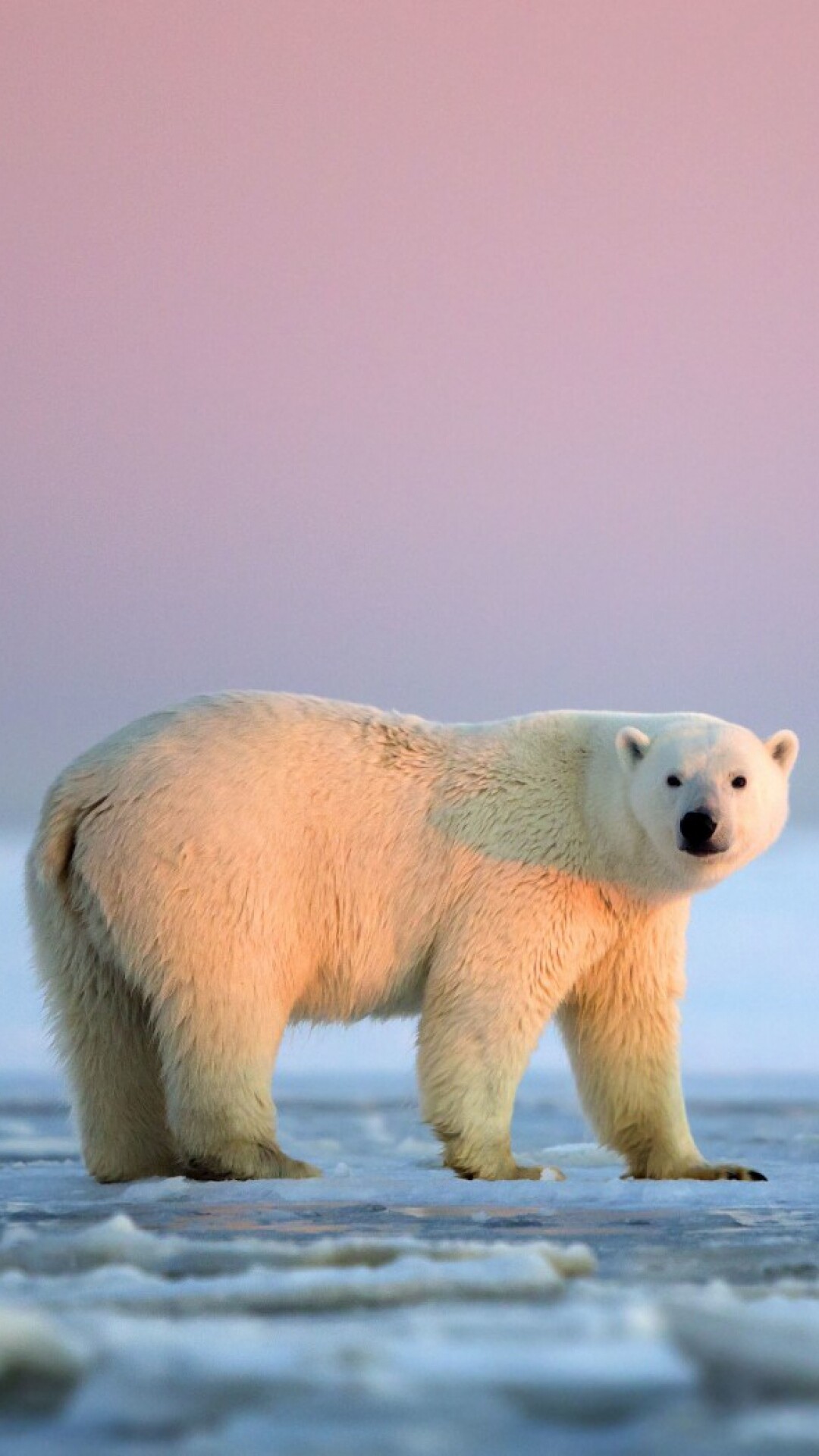 Polar bear, Arctic ice floe, Pink sunset sky Polar bear, Arctic ice floe, Pink sunset sky — 1080×1920 HD wallpaper