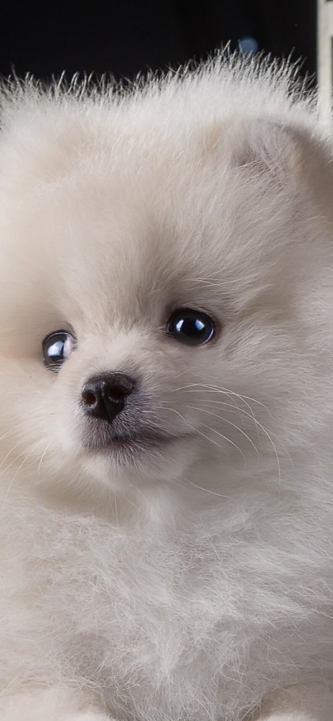 Volpino Italiano, Puppies Wallpaper, HD Phone Volpino Italiano, Puppies Wallpaper, HD Phone — 1125×2436 HD wallpaper