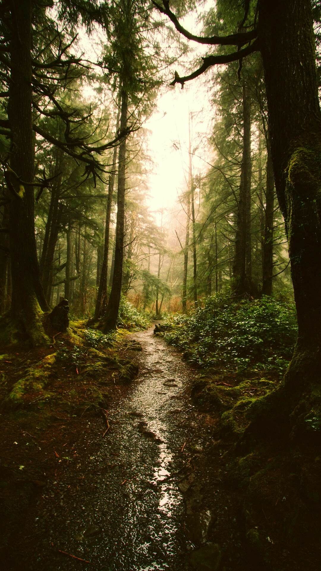 Misty conifer forest trail, Wet muddy path, Moss-covered trunks Misty conifer forest trail, Wet muddy path, Moss-covered trunks — 1080×1920 HD wallpaper