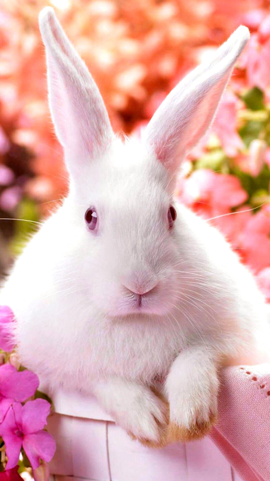 White rabbit pink eyes, Pink flower blossoms, Wicker basket White rabbit pink eyes, Pink flower blossoms, Wicker basket — 1080×1920 HD wallpaper