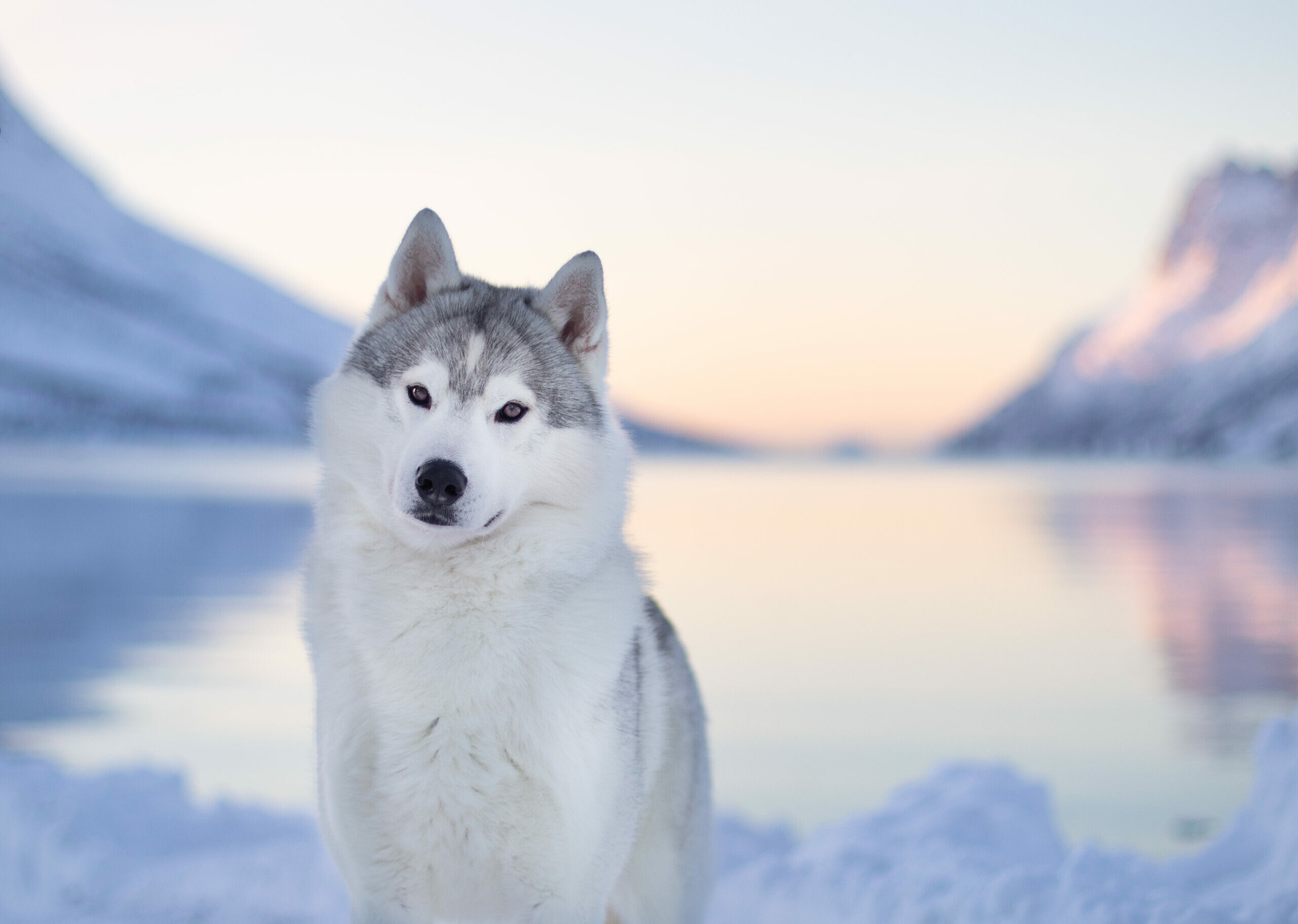 Siberian Husky, Snowy mountain lake, Pastel sunset sky Siberian Husky, Snowy mountain lake, Pastel sunset sky — 2560×1823 HD wallpaper