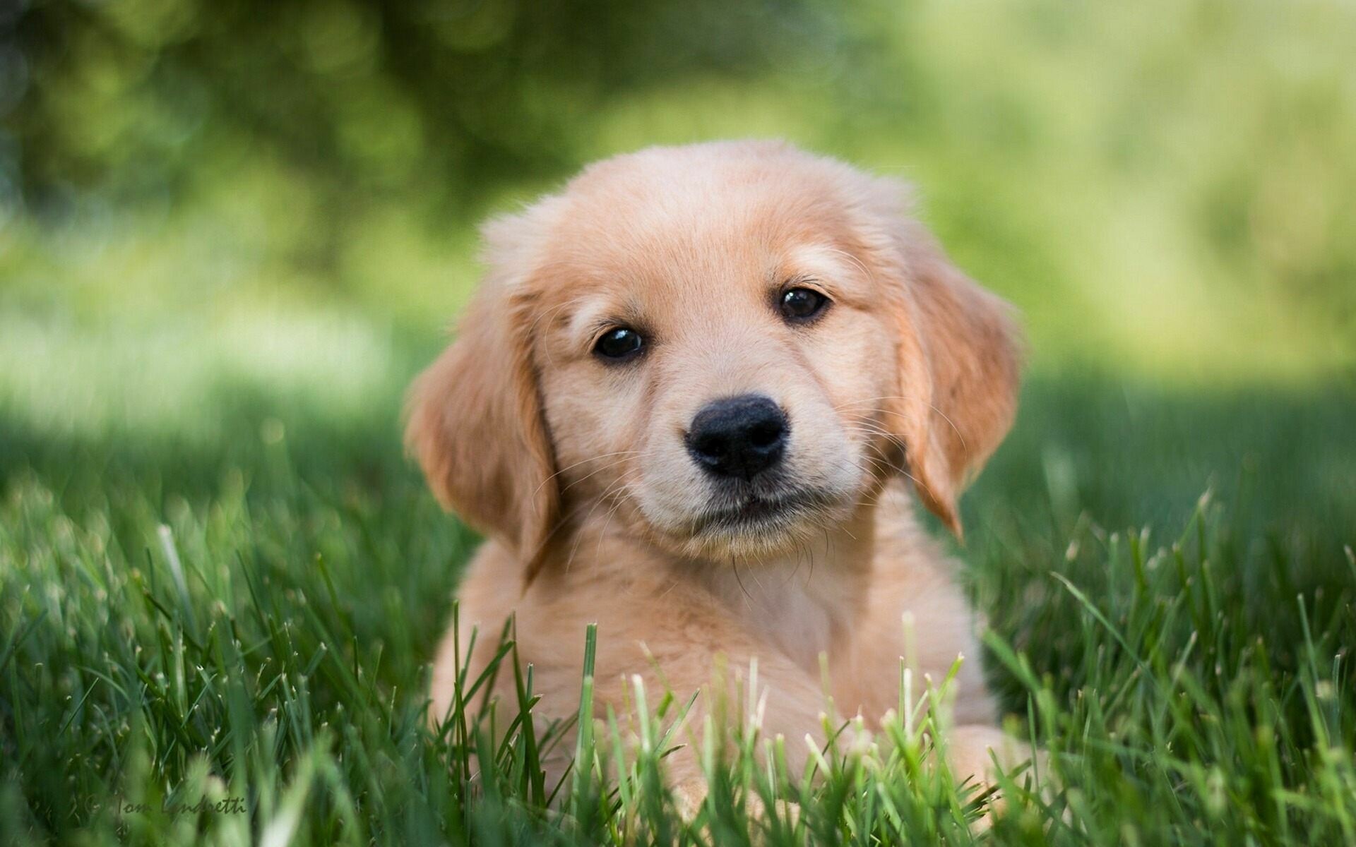 Golden Retriever puppy, Green grass lawn, Bokeh foliage backdrop Golden Retriever puppy, Green grass lawn, Bokeh foliage backdrop — 1920×1200 HD wallpaper