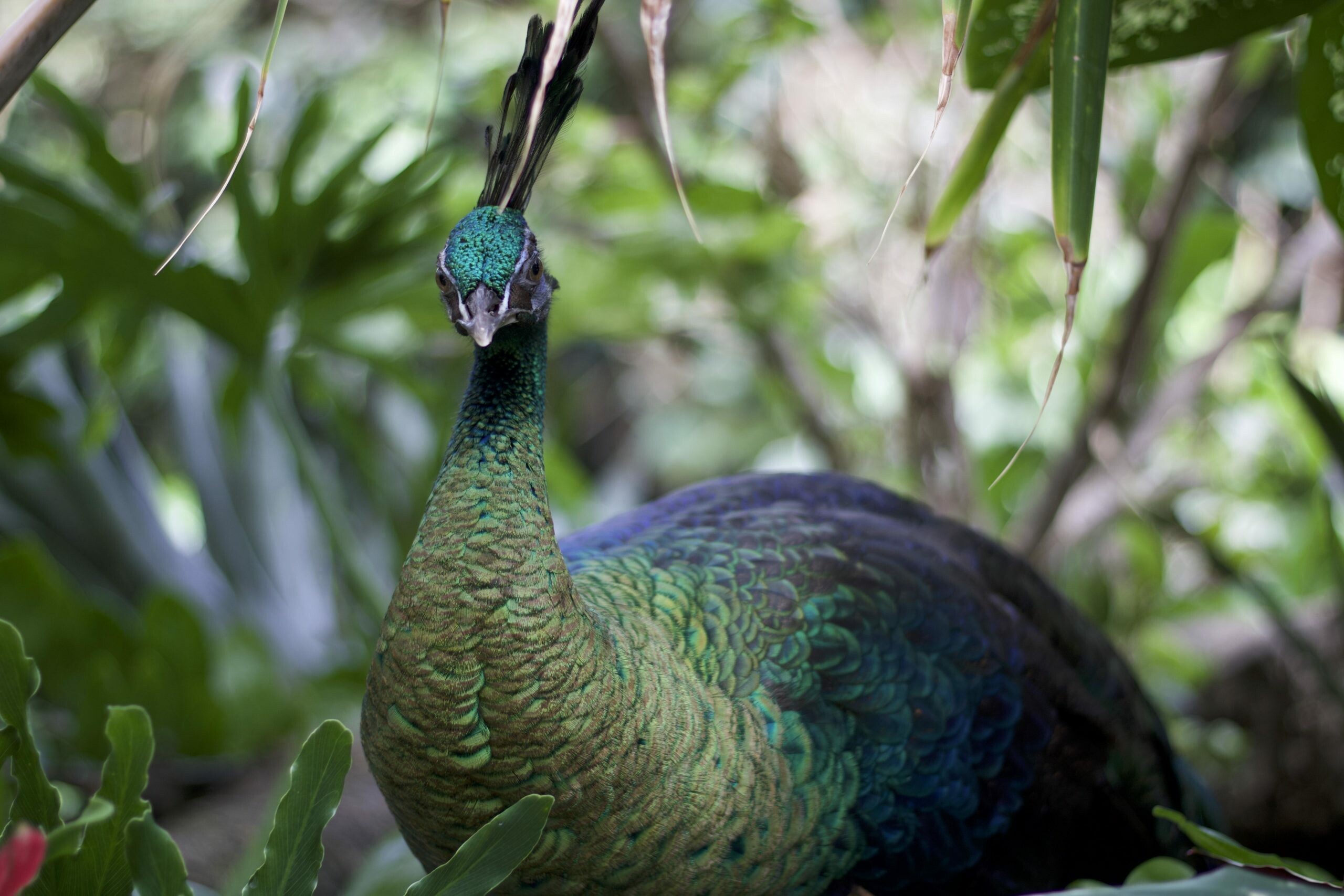 Green, Peacocks Wallpaper, HD Desktop Green, Peacocks Wallpaper, HD Desktop — 2560×1707 HD wallpaper