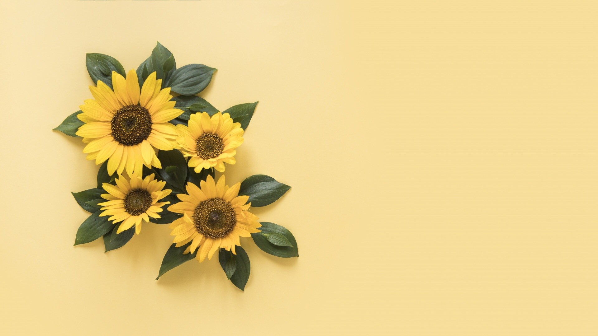 Everlasting Sunflower, Sunflowers Wallpaper, Full HD Desktop Everlasting Sunflower, Sunflowers Wallpaper, Full HD Desktop — 1920×1080 HD wallpaper