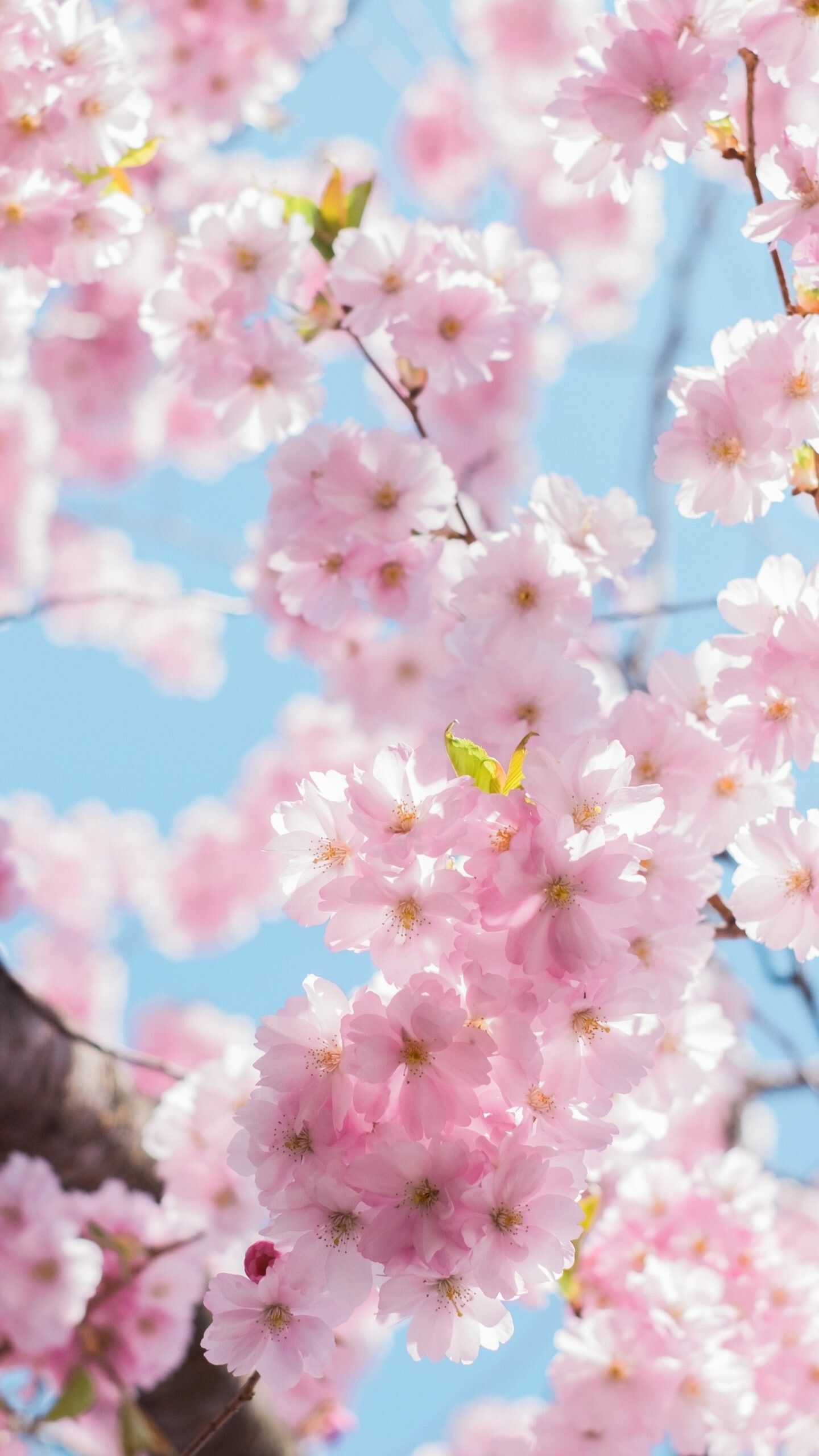 Pink cherry blossoms, Sakura tree branches, Blue sky Pink cherry blossoms, Sakura tree branches, Blue sky — 1440×2560 HD wallpaper