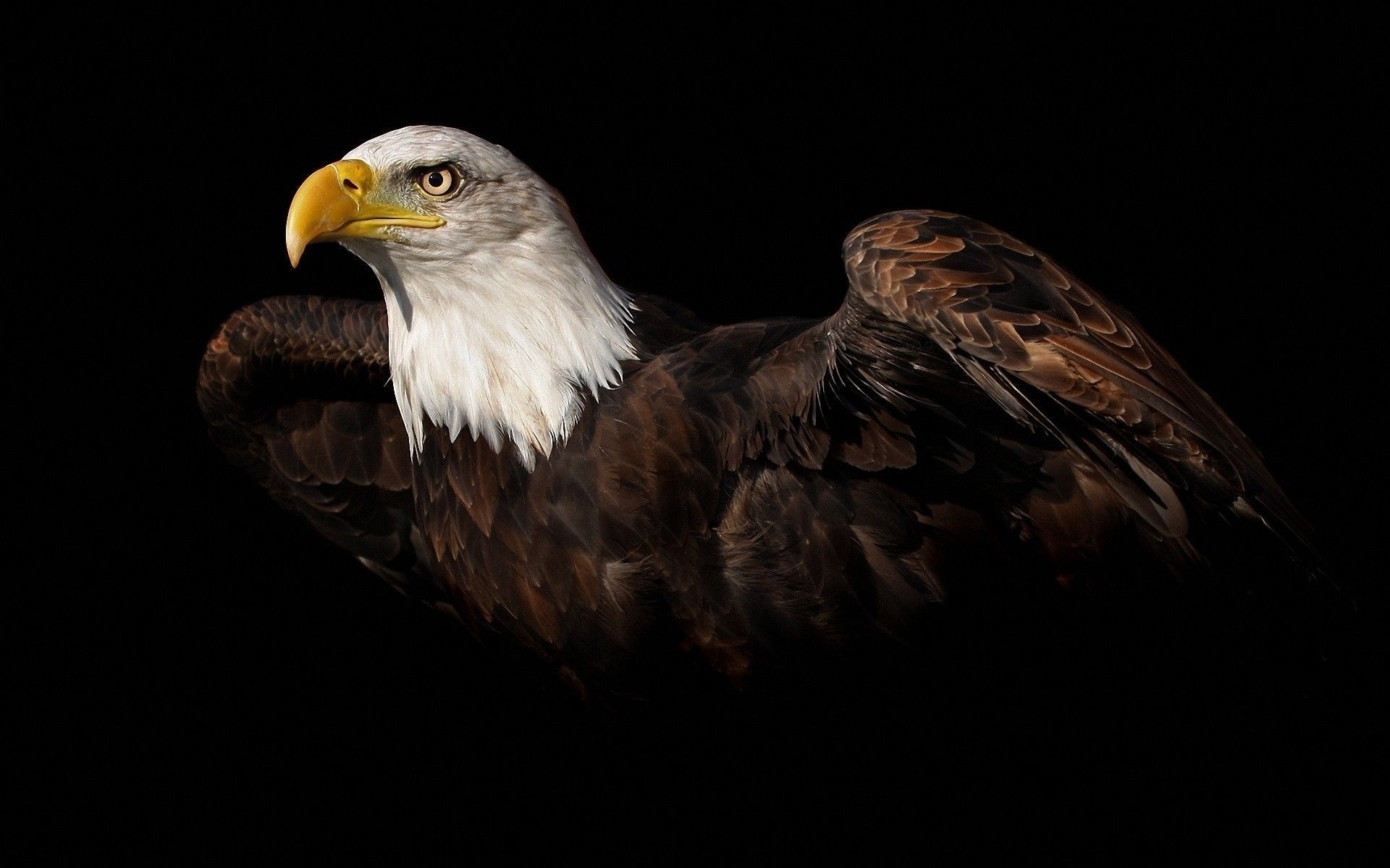Bald Eagle, Yellow hooked beak, Black background Bald Eagle, Yellow hooked beak, Black background — 1920×1200 HD wallpaper