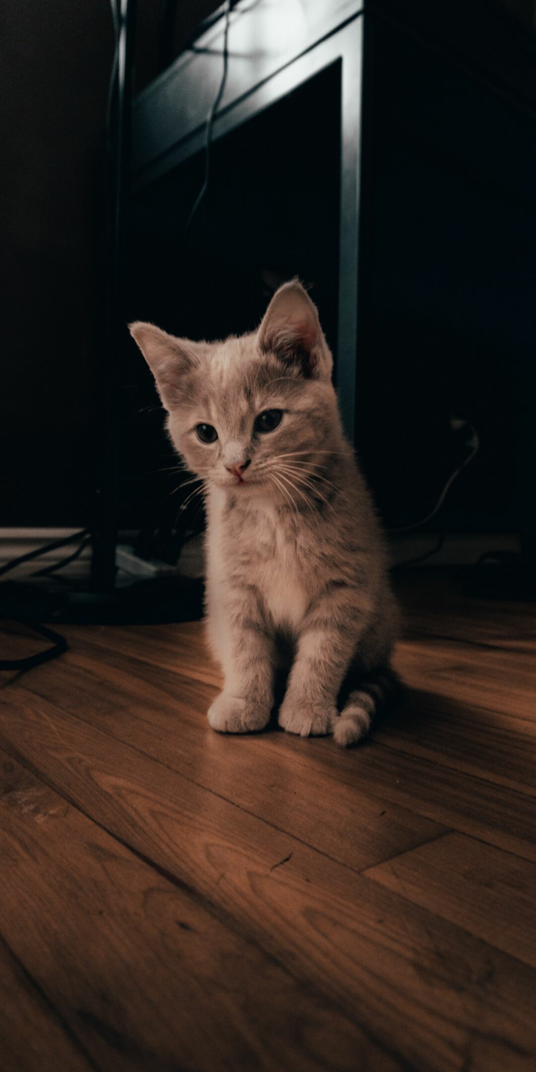 Cream tabby kitten, Wooden floor planks, Dark room Cream tabby kitten, Wooden floor planks, Dark room — 1080×2160 HD wallpaper
