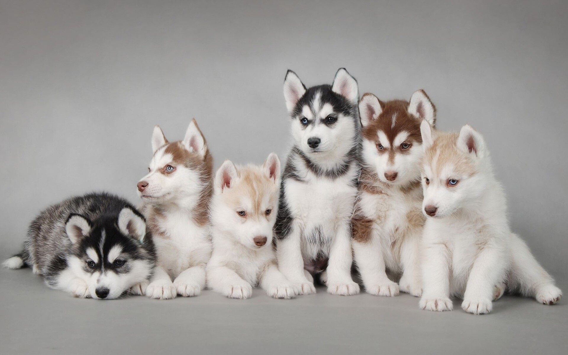 Siberian Husky puppies, Blue-eyed black white puppy, Studio group portrait Siberian Husky puppies, Blue-eyed black white puppy, Studio group portrait — 1920×1200 HD wallpaper