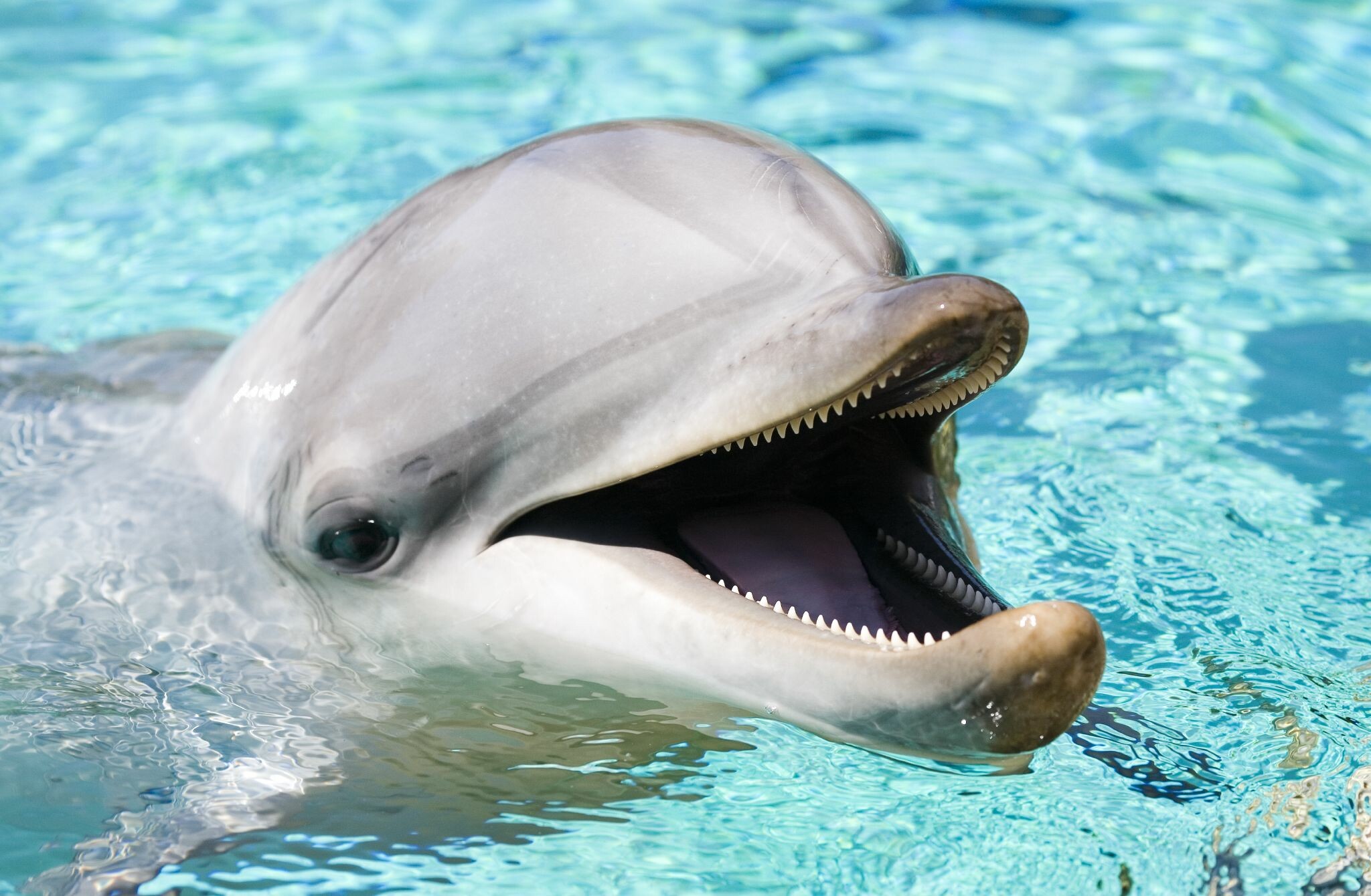 Jaw, Dolphins Wallpaper, HD Desktop Jaw, Dolphins Wallpaper, HD Desktop — 2048×1340 HD wallpaper