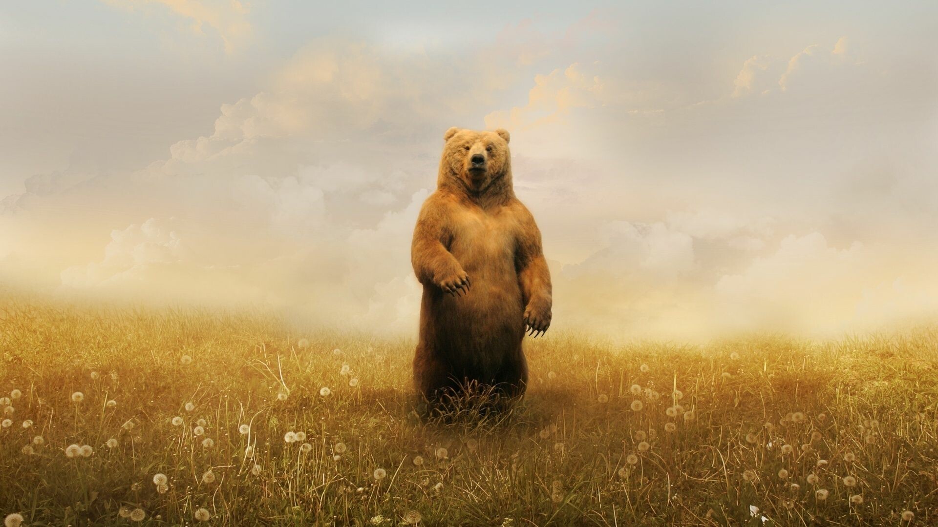 Standing grizzly bear, Dandelion meadow, Hazy golden sky Standing grizzly bear, Dandelion meadow, Hazy golden sky — 1920×1080 HD wallpaper