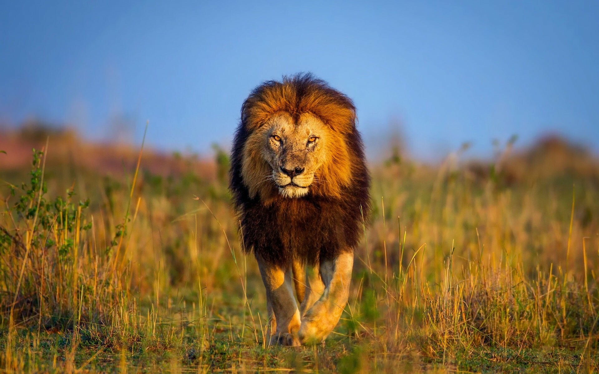 Male lion walking, Dark mane, Savanna grassland Male lion walking, Dark mane, Savanna grassland — 1920×1200 HD wallpaper