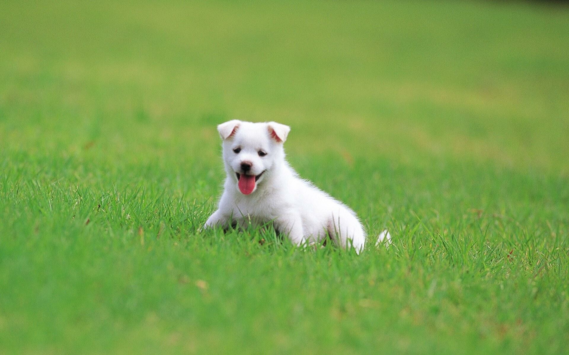 Small white puppy, Green grass lawn, Panting tongue out Small white puppy, Green grass lawn, Panting tongue out — 1920×1200 HD wallpaper