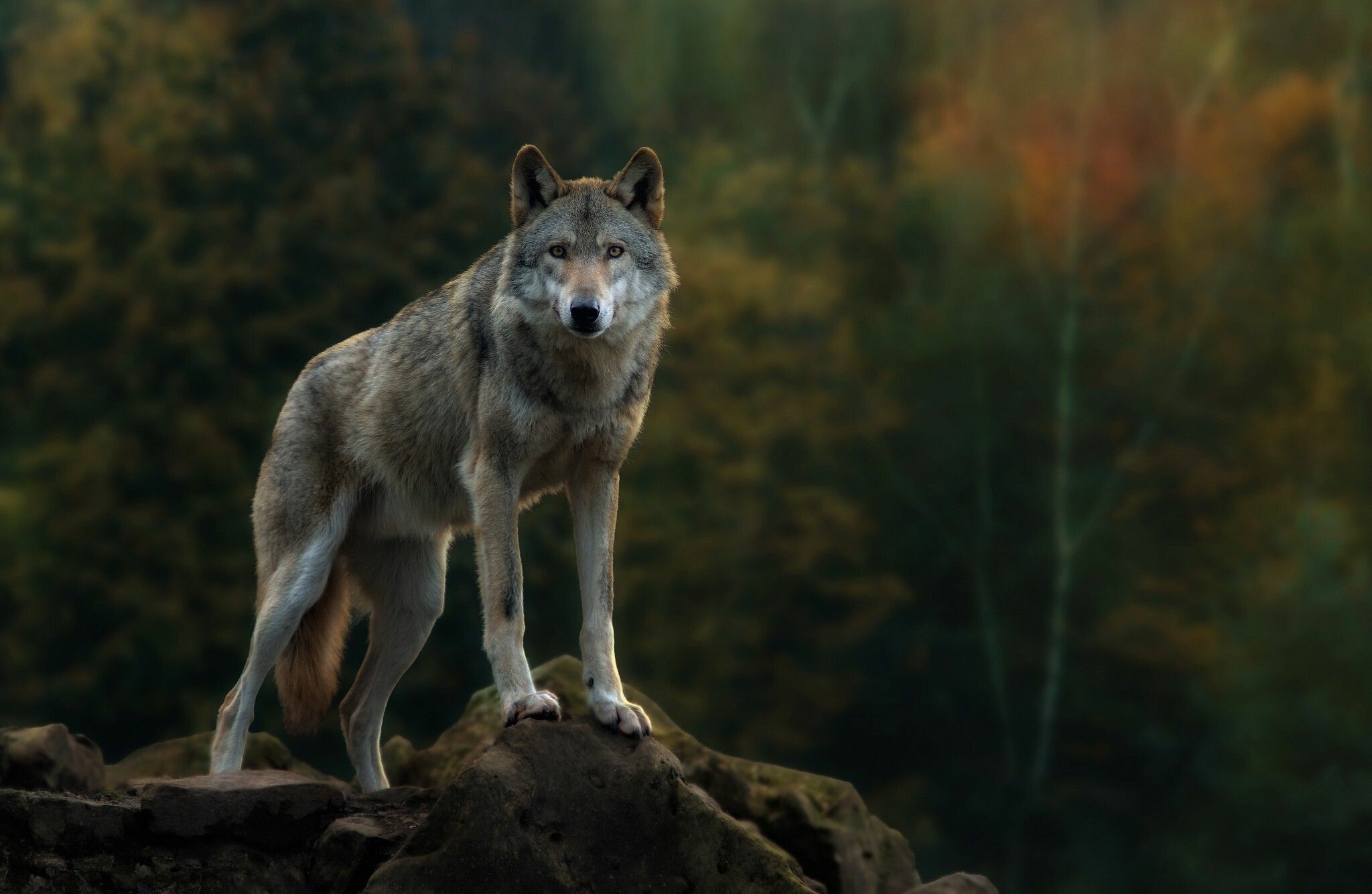 Gray wolf standing, Moss-covered rock, Autumn forest Gray wolf standing, Moss-covered rock, Autumn forest — 2048×1334 HD wallpaper