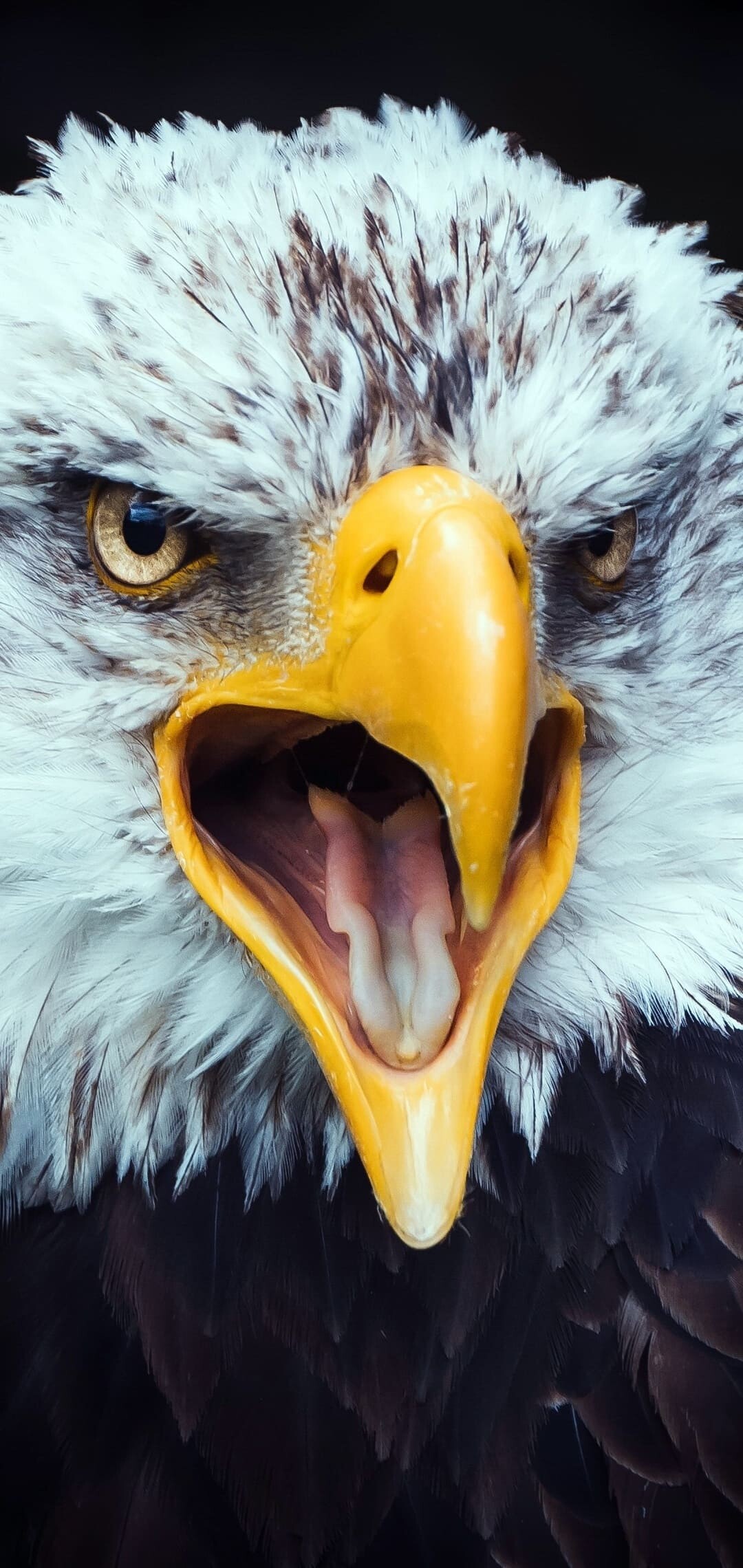 Bald eagle closeup, Open yellow beak, Piercing yellow eyes Bald eagle closeup, Open yellow beak, Piercing yellow eyes — 1080×2280 HD wallpaper
