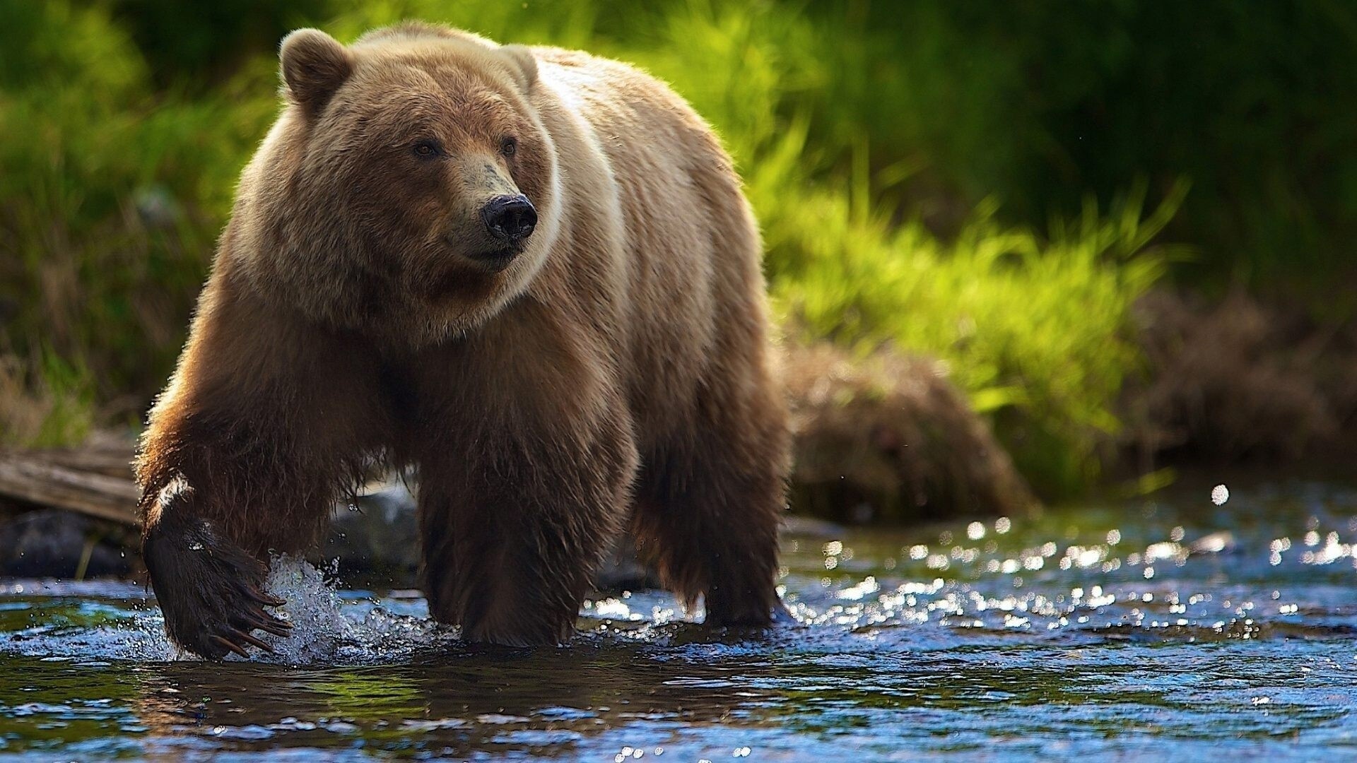 Grizzly bear wading, Shallow river stream, Sunlit green foliage Grizzly bear wading, Shallow river stream, Sunlit green foliage — 1920×1080 HD wallpaper