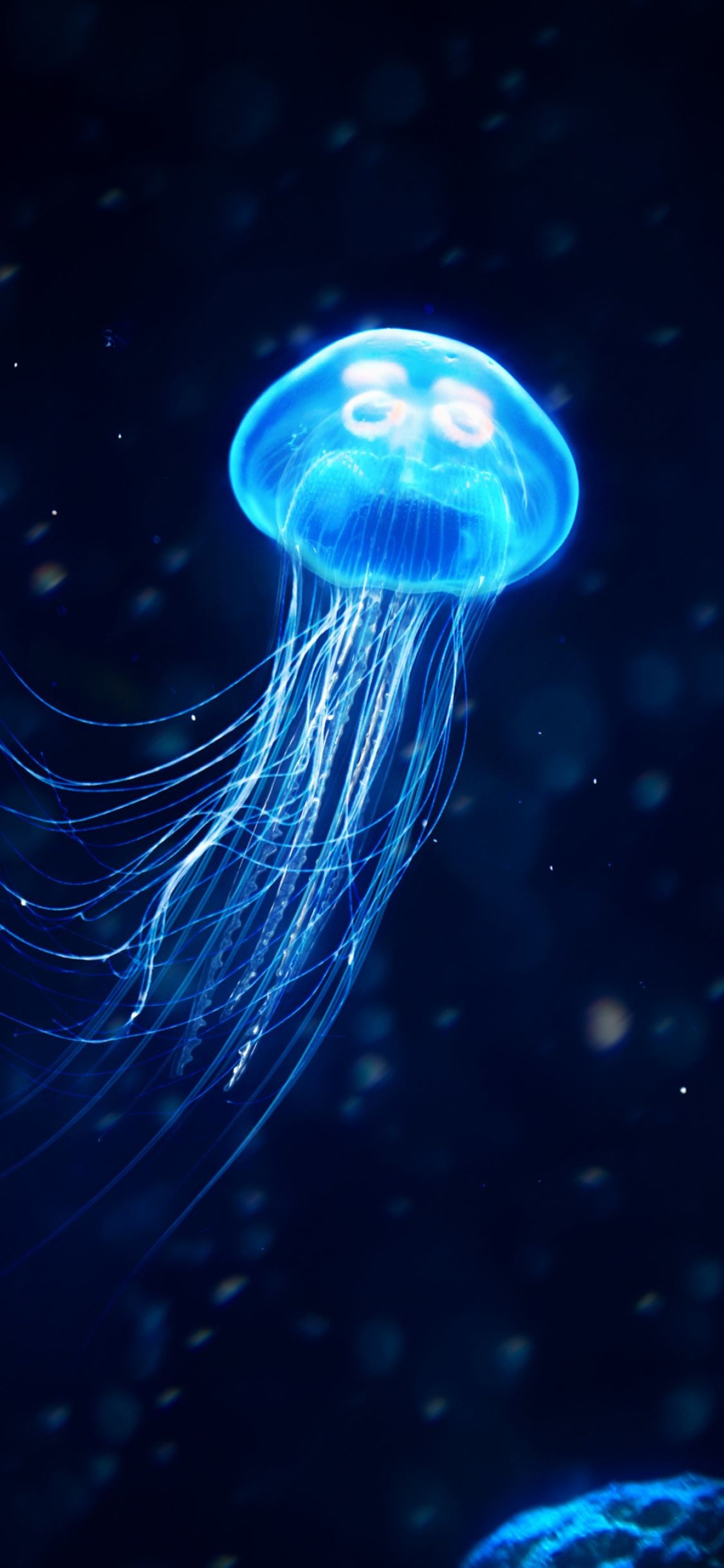 Blue moon jellyfish, Trailing tentacles, Deep dark ocean Blue moon jellyfish, Trailing tentacles, Deep dark ocean — 1125×2436 HD wallpaper