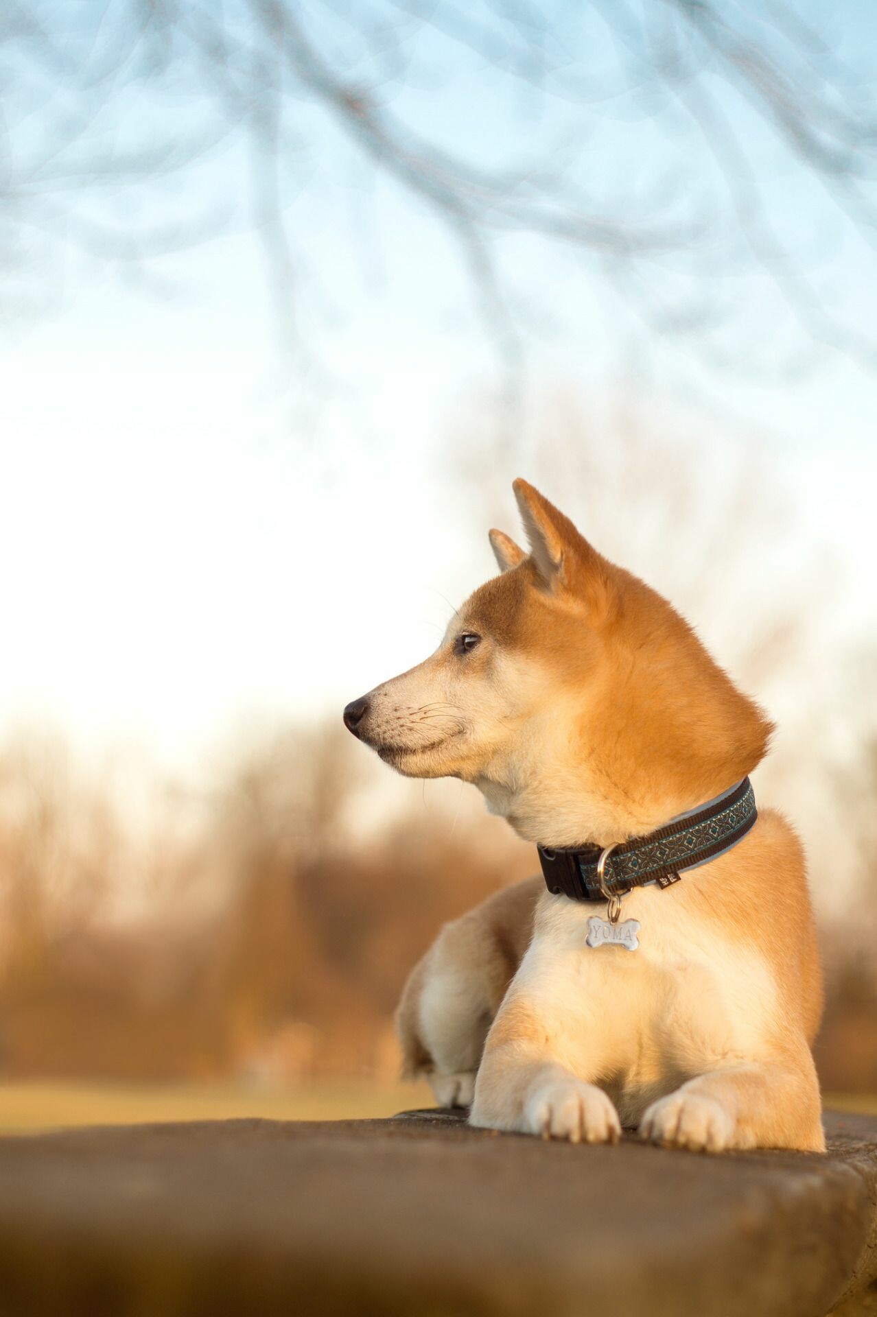 Shiba Inu puppy, Black collar bone tag, Blurred winter branches Shiba Inu puppy, Black collar bone tag, Blurred winter branches — 1278×1920 HD wallpaper