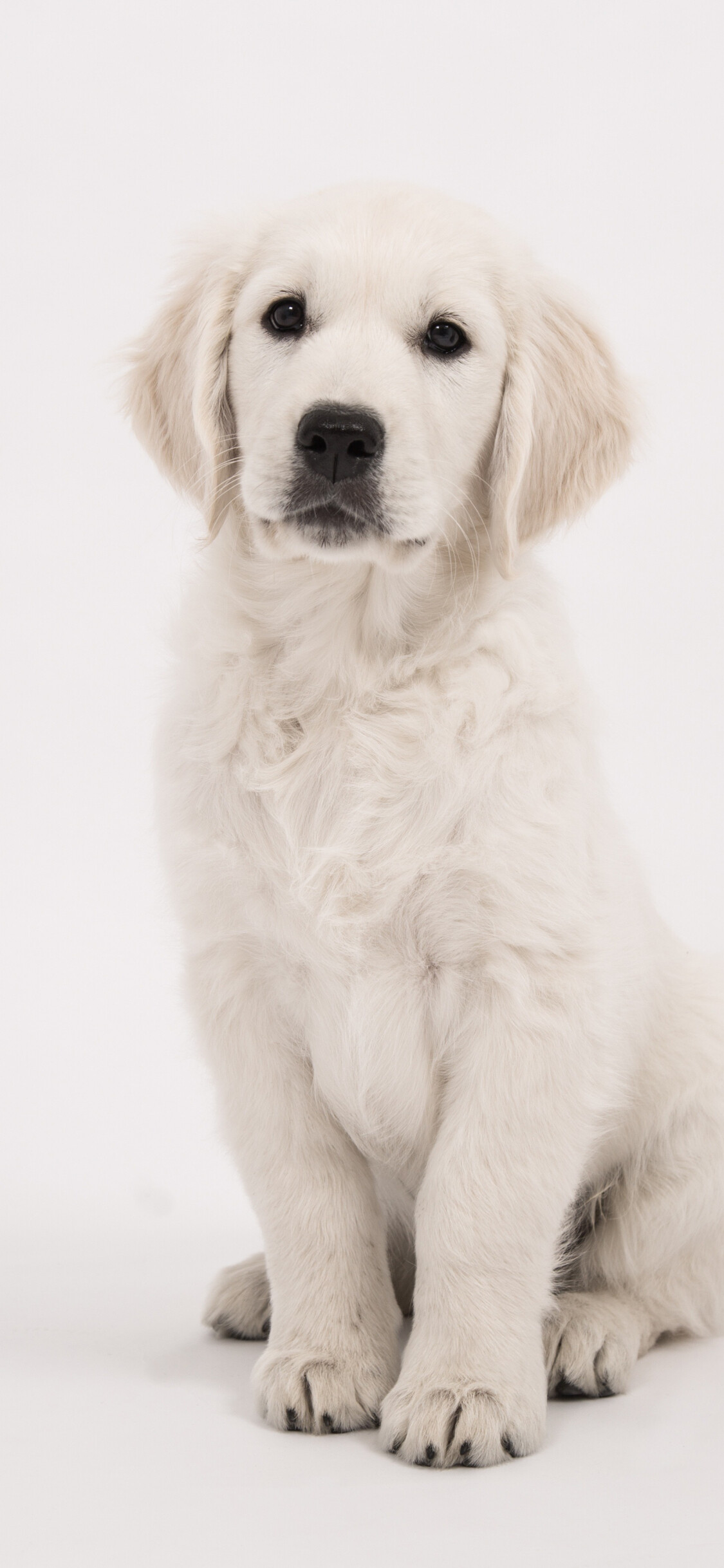 English Cream Golden Retriever puppy, Sitting pose, White studio backdrop English Cream Golden Retriever puppy, Sitting pose, White studio backdrop — 1125×2436 HD wallpaper