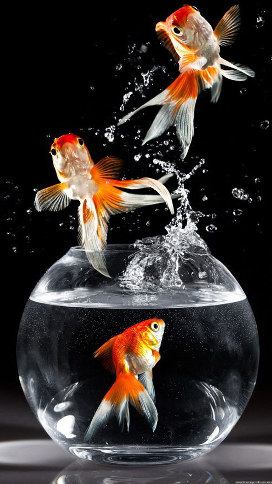 Goldfish Goldfish — 1080×1920 HD wallpaper