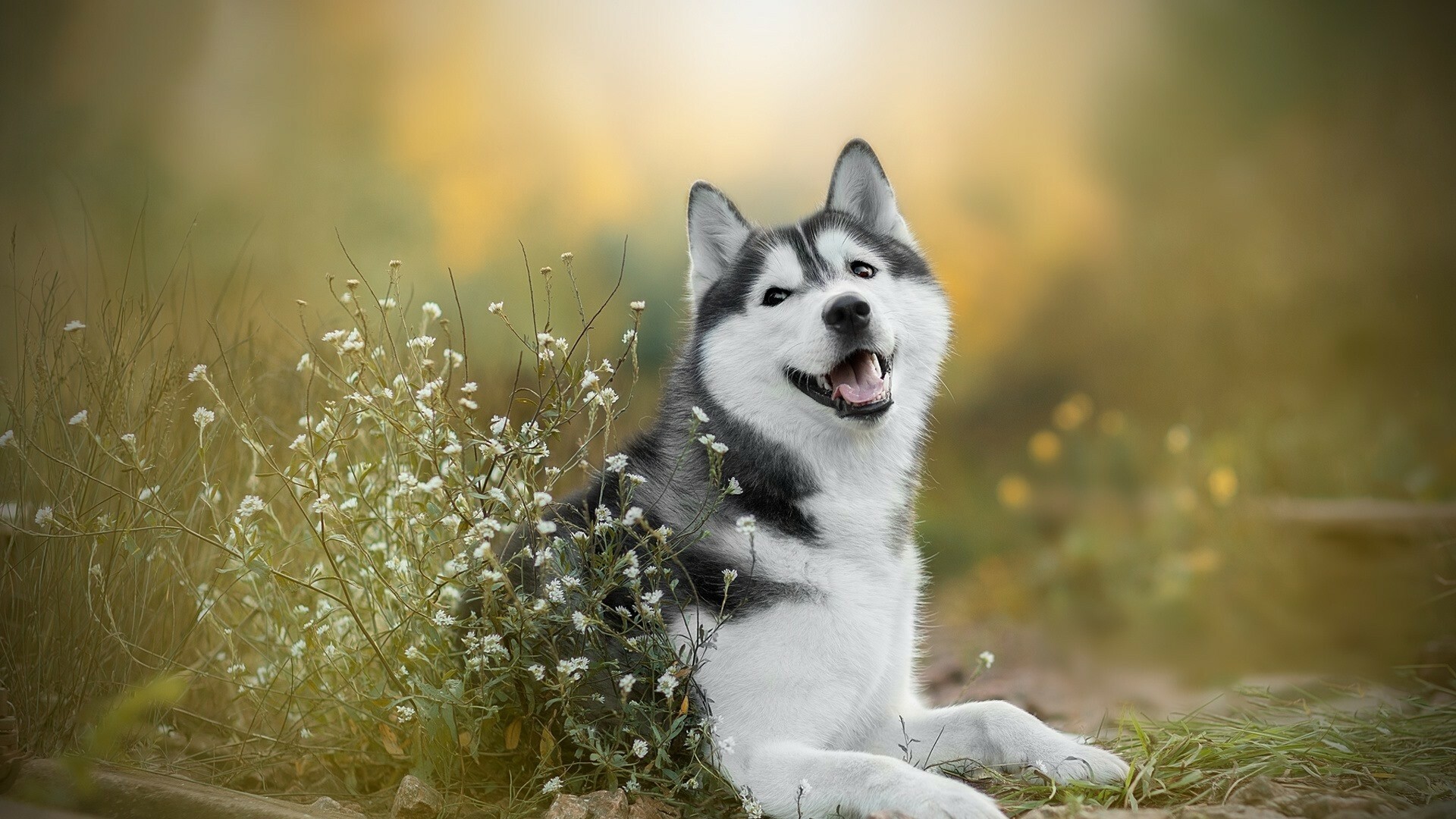 Siberian Husky, White wildflowers meadow, Golden sunlight bokeh Siberian Husky, White wildflowers meadow, Golden sunlight bokeh — 1920×1080 HD wallpaper