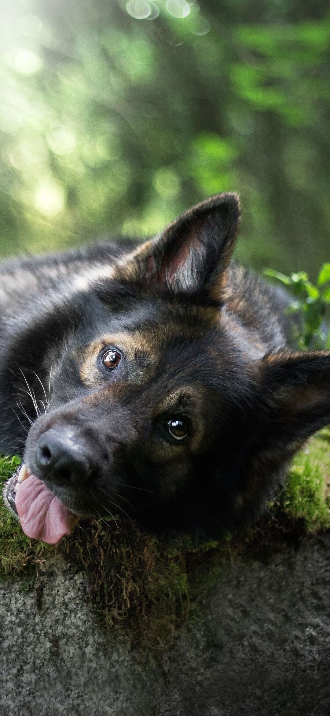German Shepherd close-up, Mossy forest rock, Sunlit forest bokeh German Shepherd close-up, Mossy forest rock, Sunlit forest bokeh — 1080×2340 HD wallpaper