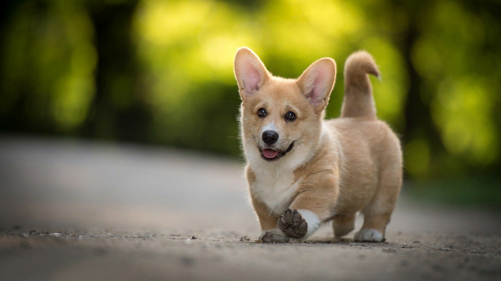 Pembroke Welsh Corgi puppy, Running on path, Green bokeh foliage Pembroke Welsh Corgi puppy, Running on path, Green bokeh foliage — 1920×1080 HD wallpaper