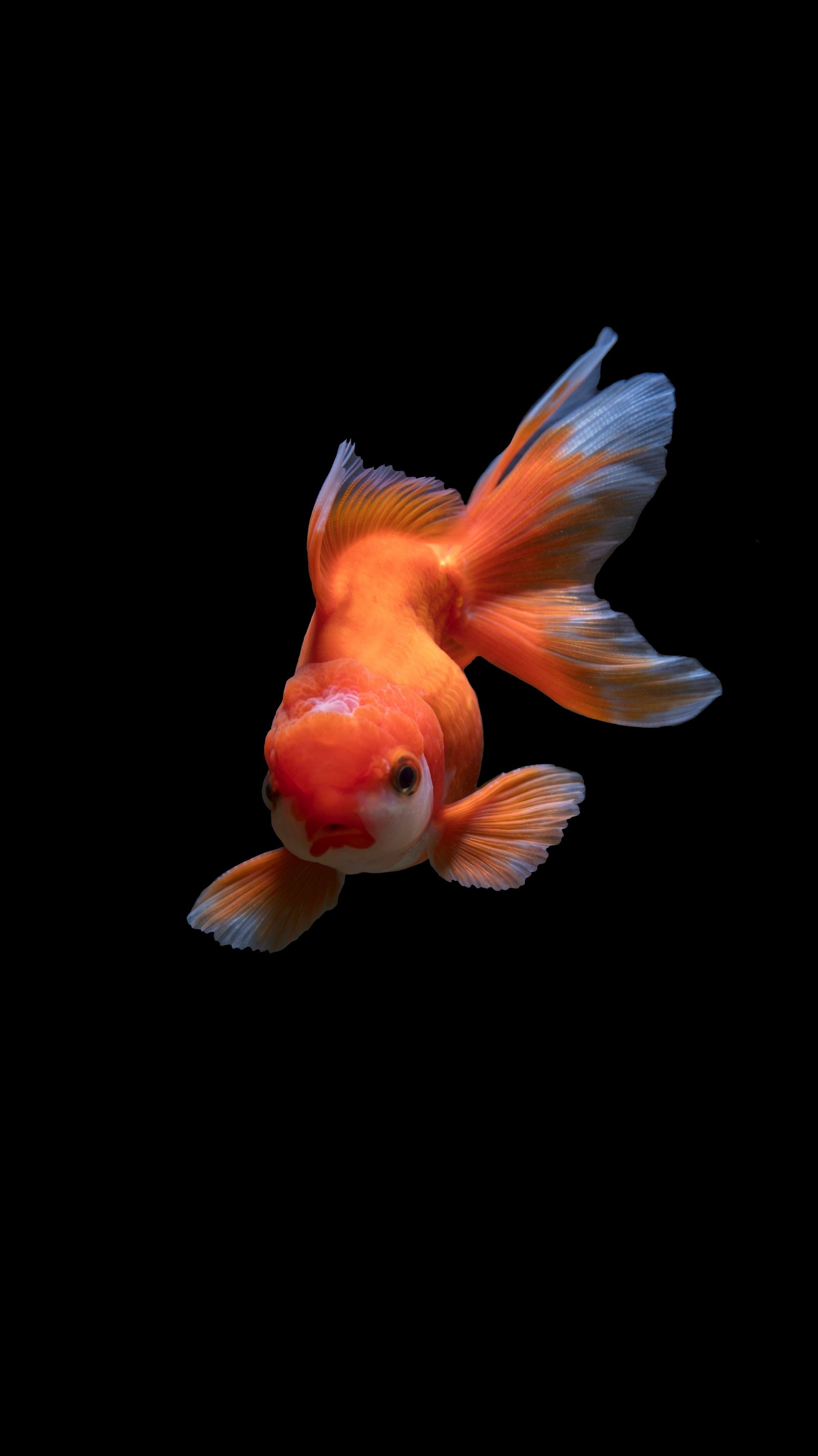 Oranda goldfish, Flowing white fins, Black background Oranda goldfish, Flowing white fins, Black background — 2160×3840 HD wallpaper
