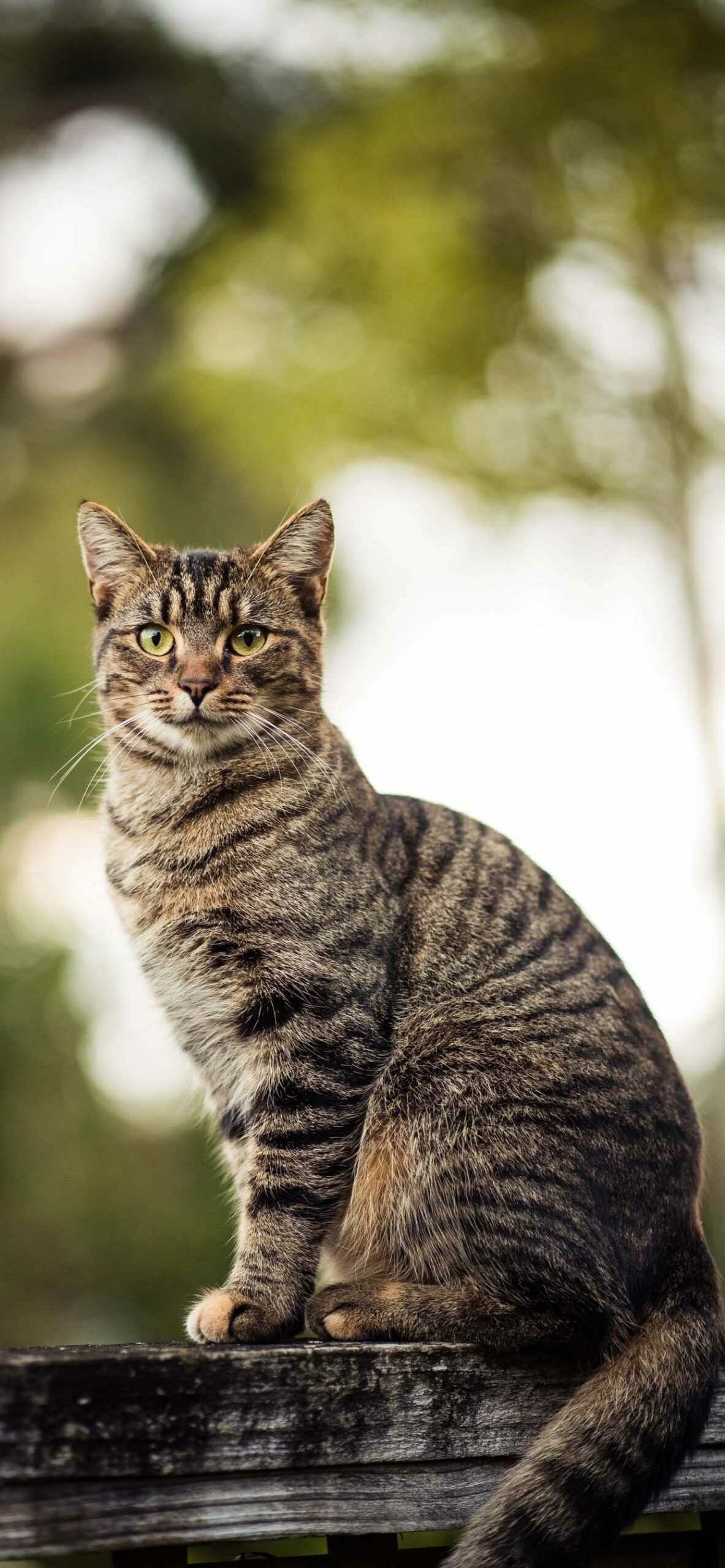 Brown tabby cat, Wooden fence perch, Green bokeh trees Brown tabby cat, Wooden fence perch, Green bokeh trees — 1183×2560 HD wallpaper