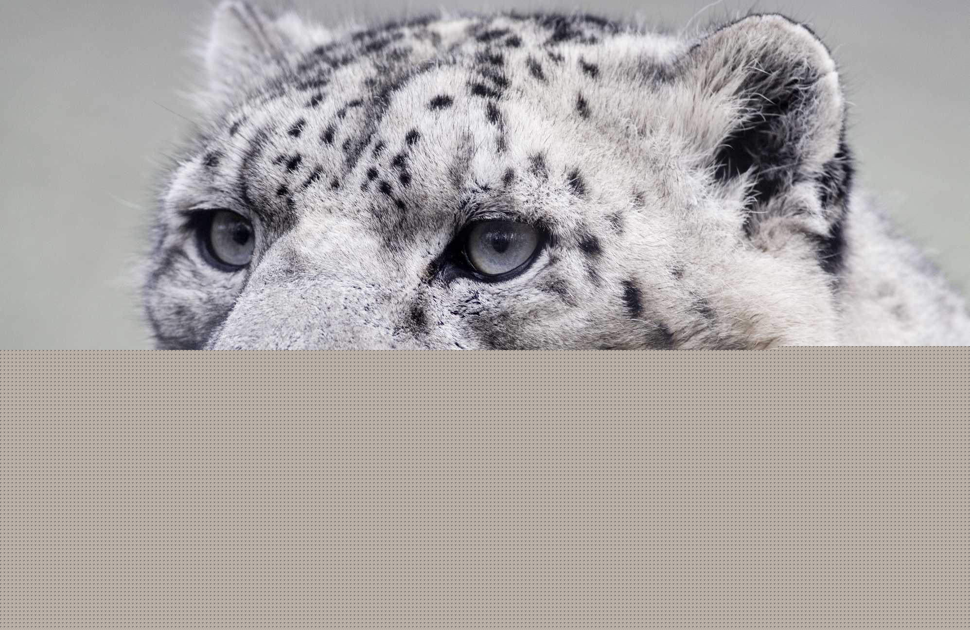 Close-up, Snow Leopards Wallpaper, HD Desktop Close-up, Snow Leopards Wallpaper, HD Desktop — 1995×1296 HD wallpaper