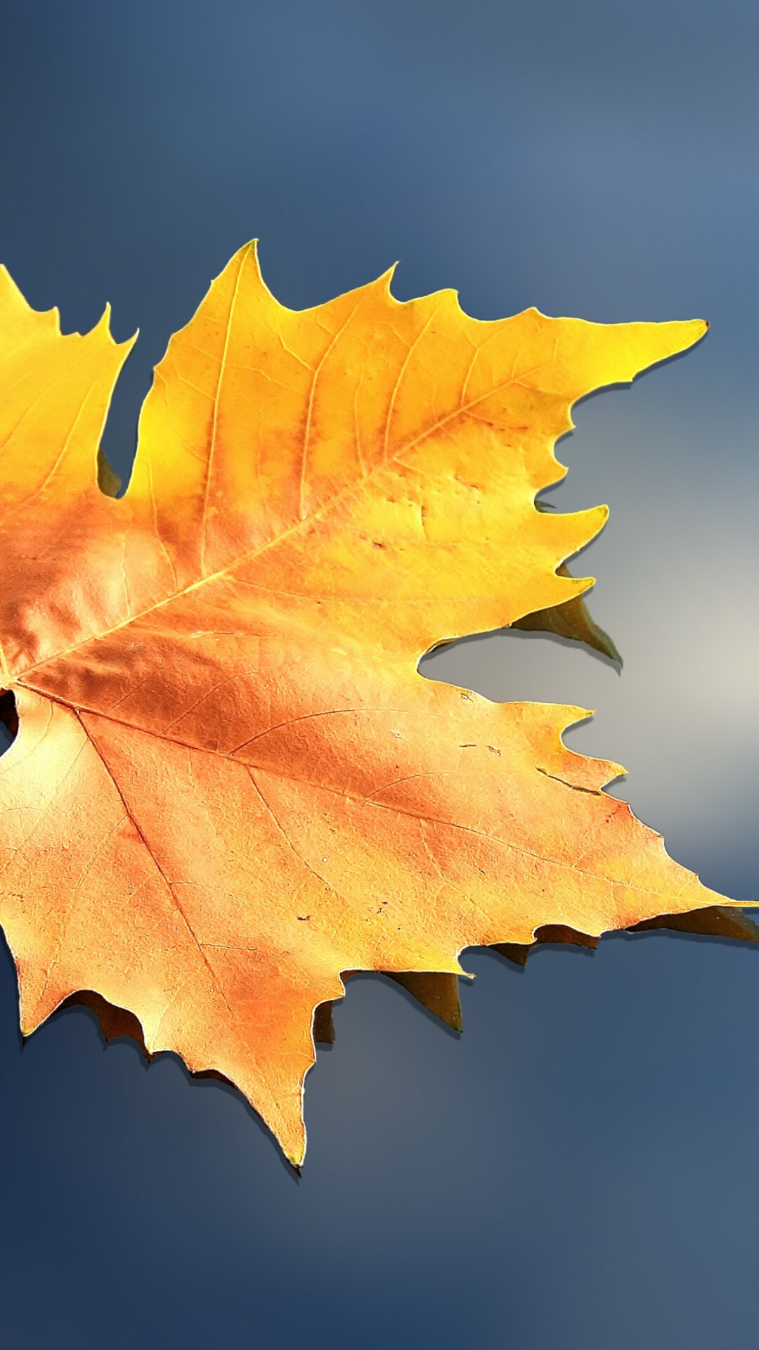 Golden maple leaf, Autumn leaf veins, Blue gradient backdrop Golden maple leaf, Autumn leaf veins, Blue gradient backdrop — 1080×1920 HD wallpaper