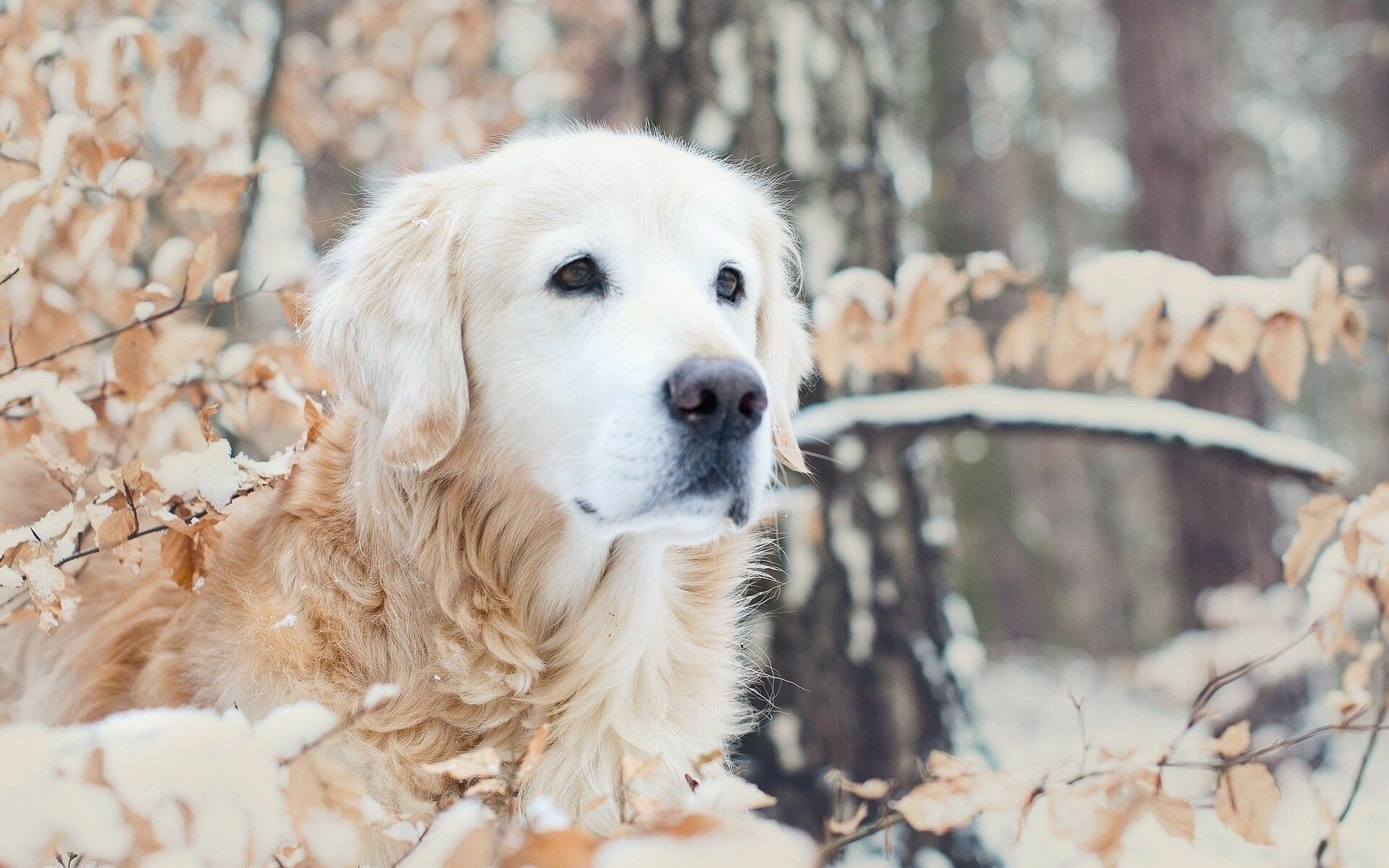 Golden Retriever, Snowy winter forest, Dry autumn leaves Golden Retriever, Snowy winter forest, Dry autumn leaves — 1920×1200 HD wallpaper