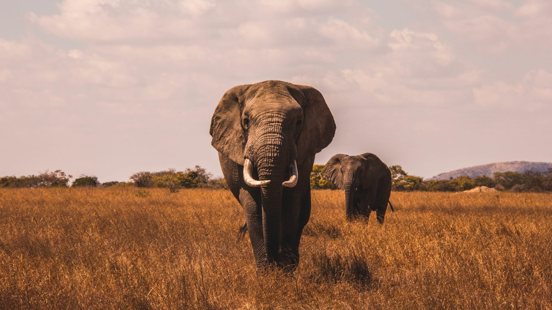 African bush elephants, Golden savanna grassland, Distant hills cloudy sky African bush elephants, Golden savanna grassland, Distant hills cloudy sky — 1920×1080 HD wallpaper