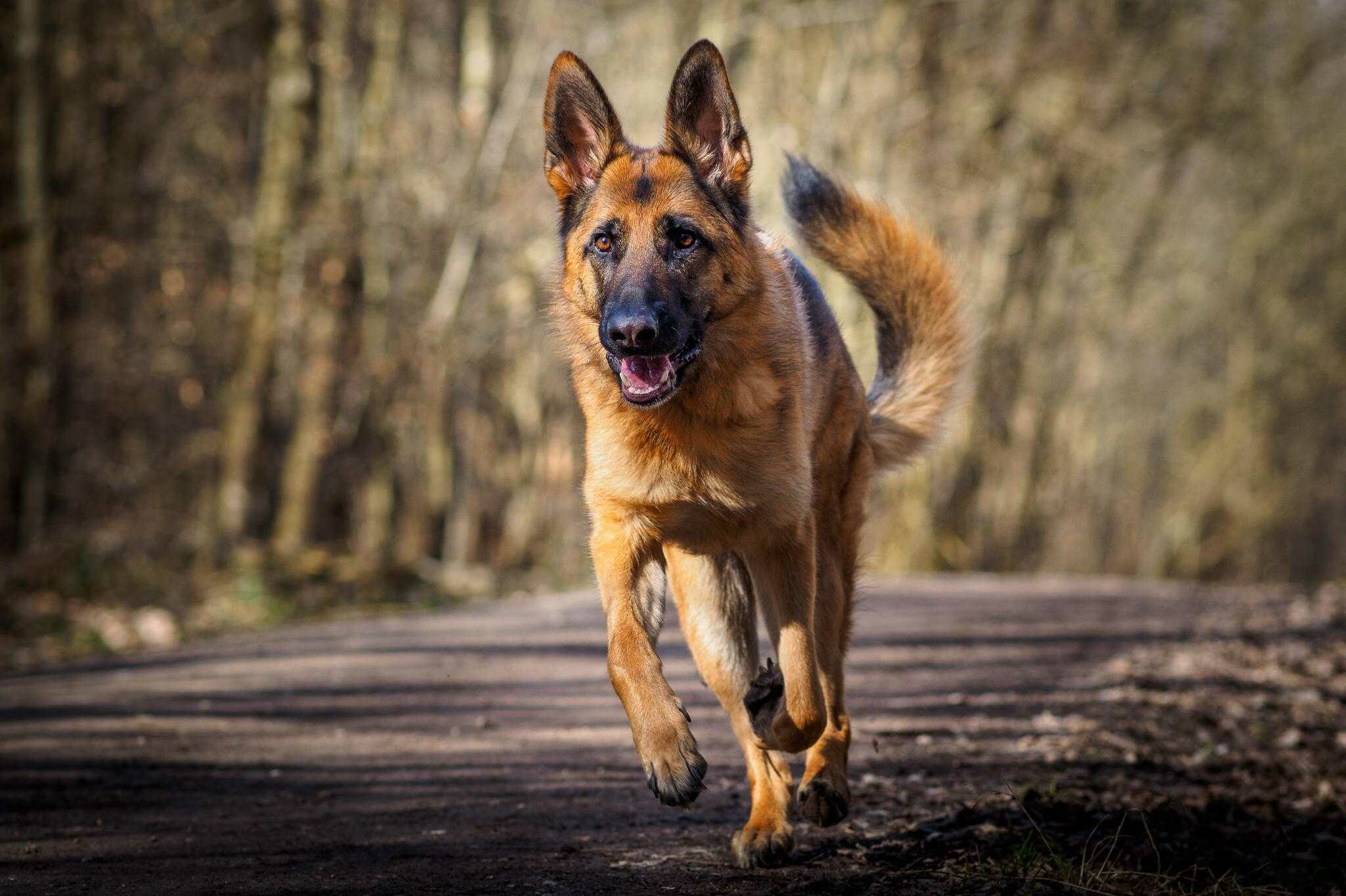 Running German Shepherd, Forest dirt path, Blurred autumn woodland Running German Shepherd, Forest dirt path, Blurred autumn woodland — 2048×1365 HD wallpaper
