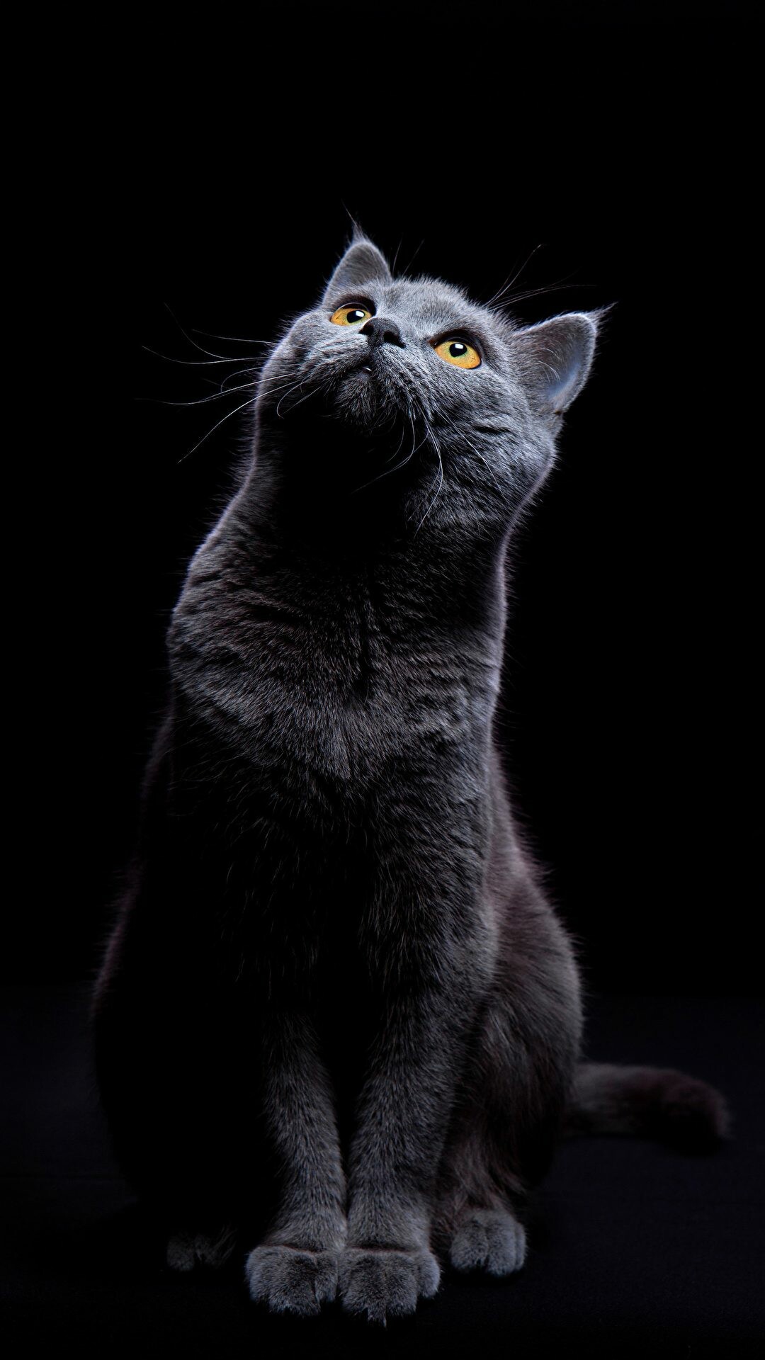 Silver tabby kitten, Walking toward camera, Green foliage bokeh Silver tabby kitten, Walking toward camera, Green foliage bokeh — 1080×1920 HD wallpaper
