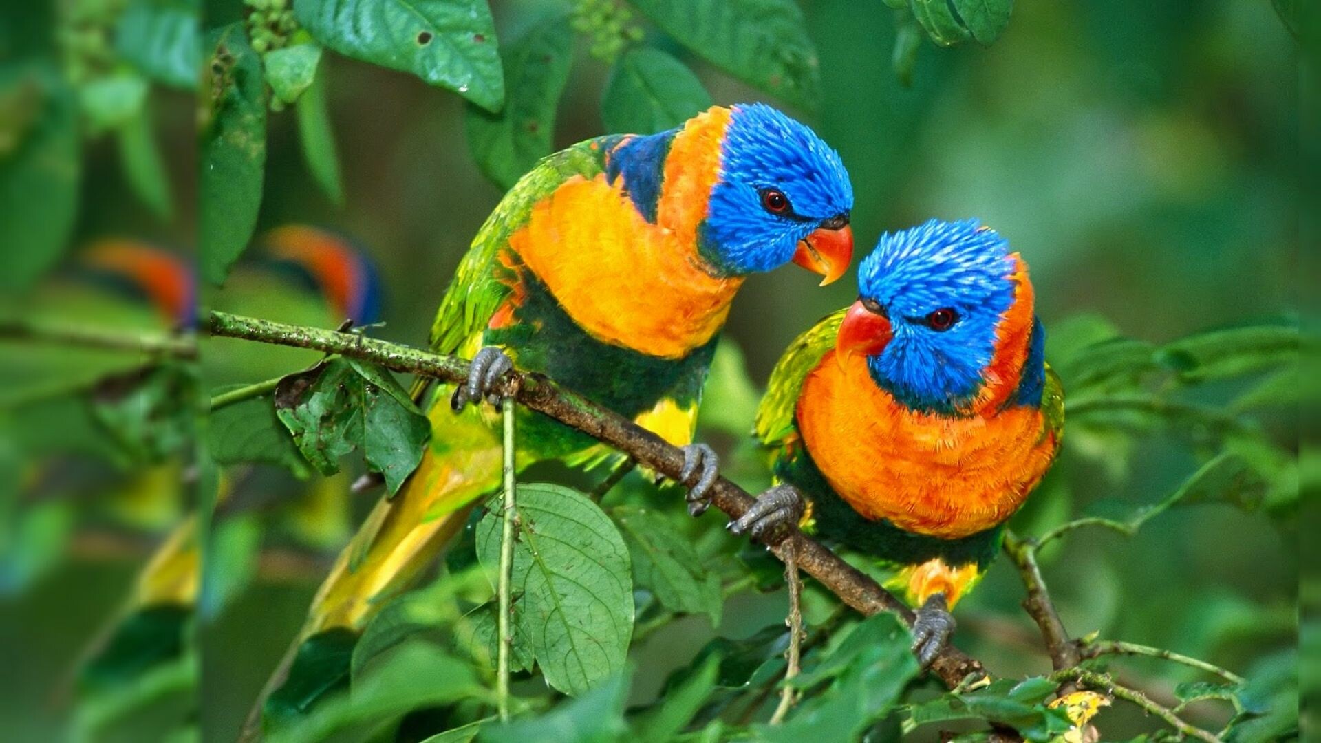 Rainbow lorikeet pair, Perched on branch, Green foliage Rainbow lorikeet pair, Perched on branch, Green foliage — 1920×1080 HD wallpaper