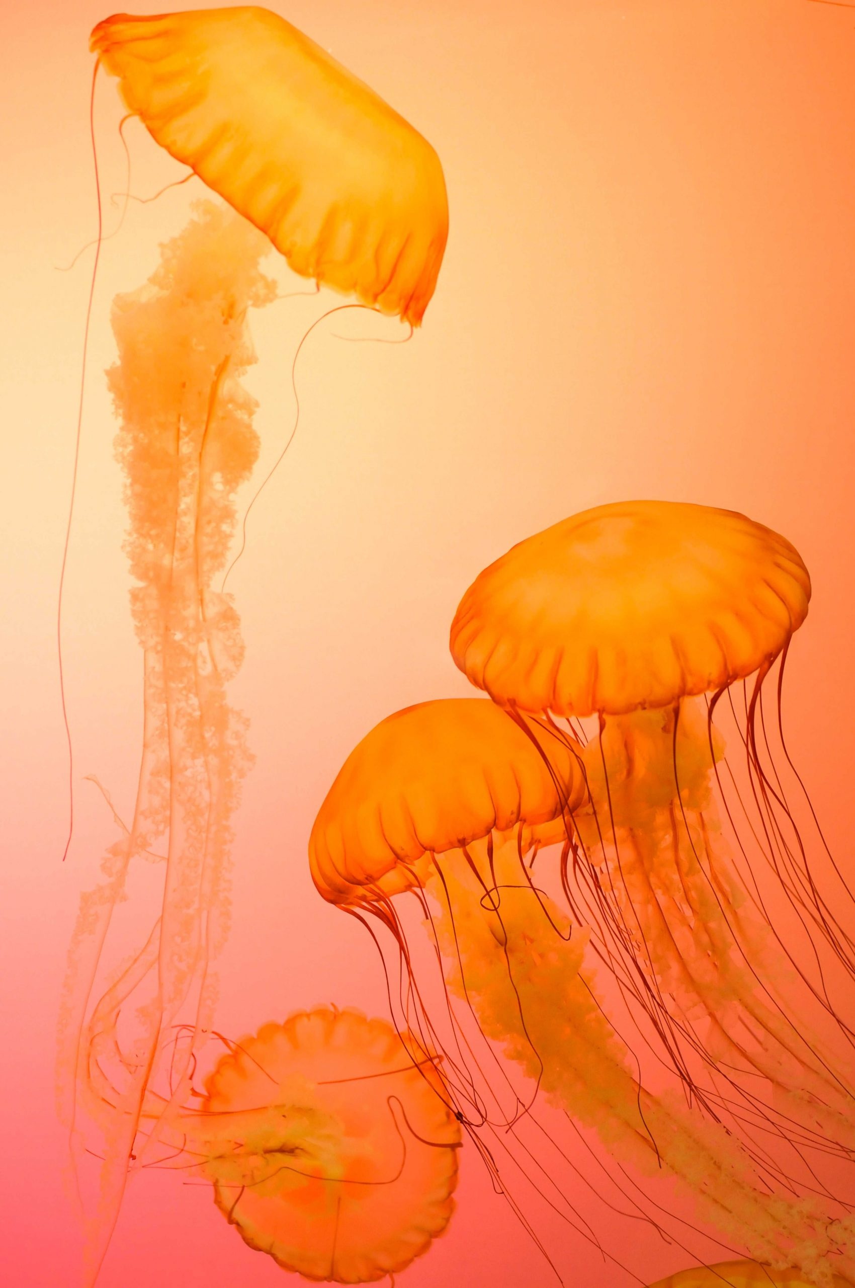 Pacific sea nettle jellyfish, Trailing tentacles, Orange pink gradient Pacific sea nettle jellyfish, Trailing tentacles, Orange pink gradient — 1700×2560 HD wallpaper